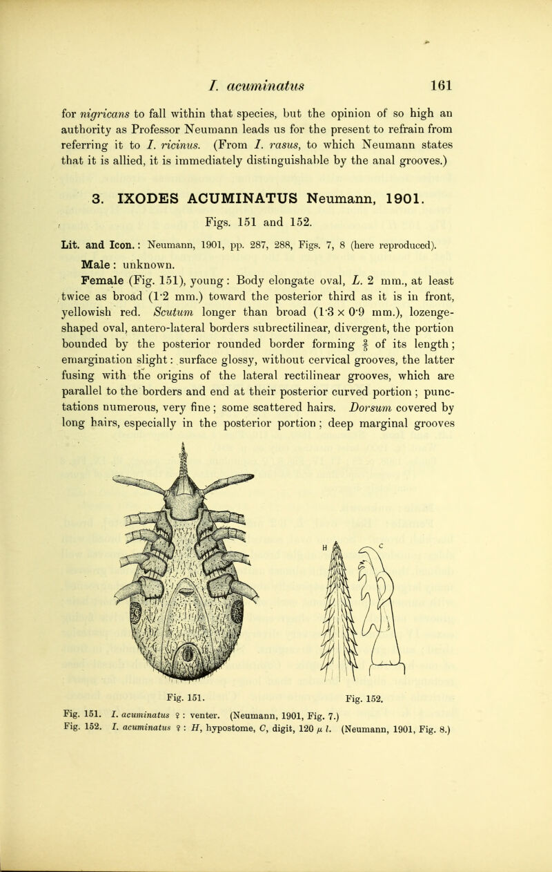 for nigricans to fall within that species, but the opinion of so high an authority as Professor Neumann leads us for the present to refrain from referring it to /. ricinus. (From I. rasus, to which Neumann states that it is allied, it is immediately distinguishaV)le by the anal grooves.) 3. IXODES ACUMINATUS Neumann, 1901. Figs. 151 and 152. Lit. and Icon.: Neumann, 1901, pp. 287, 288, Figs. 7, 8 (here reproduced). Male : unknown. Female (Fig. 151), young: Body elongate oval, L. 2 mm., at least twice as broad (1*2 mm.) toward the posterior third as it is in front, yellowish red. Scutum longer than broad (13 x 0*9 mm.), lozenge- shaped oval, antero-lateral borders subrectilinear, divergent, the portion bounded by the posterior rounded border forming | of its length; emargination slight: surface glossy, without cervical grooves, the latter fusing with the origins of the lateral rectilinear grooves, which are parallel to the borders and end at their posterior curved portion ; punc- tations numerous, very fine ; some scattered hairs. Dorsum covered by long hairs, especially in the posterior portion ; deep marginal grooves Fig. 151. Fig. 152. Fig. 151. I. acuminatus ? : venter. (Neumann, 1901, Fig. 7.) Fig. 152. I. acuminatus ? : H, hypostome, C, digit, 120 ^ I. (Neumann, 1901, Fig. 8.)