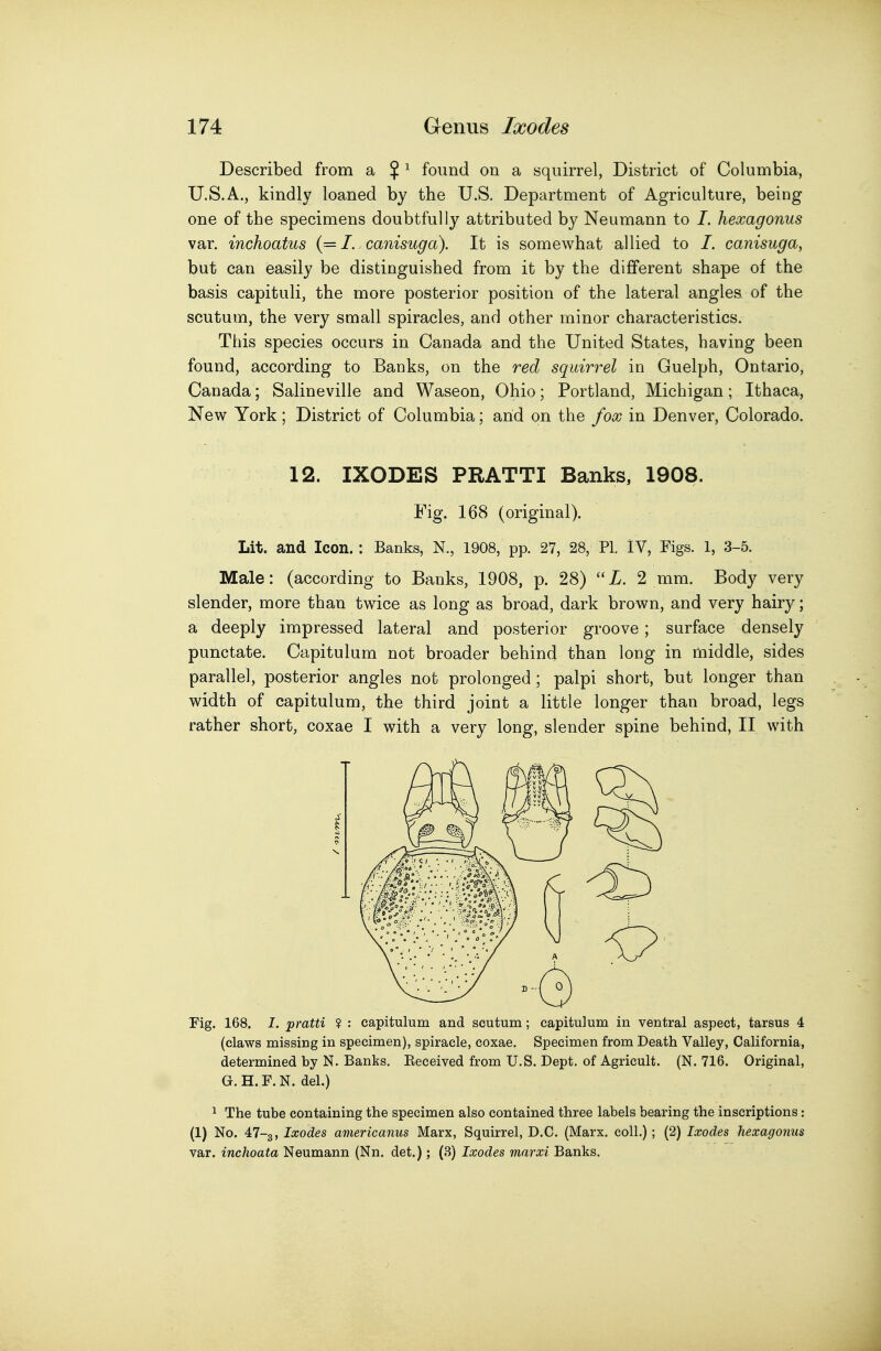 Described from a $ ^ found on a squirrel, District of Columbia, U.S.A., kindly loaned by the U.S. Department of Agriculture, being one of the specimens doubtfully attributed by Neumann to /. hexagonus var. inchoatus {— I..canisuga). It is somewhat allied to /. canisuga, but can easily be distinguished from it by the different shape of the basis capituli, the more posterior position of the lateral anglea of the scutum, the very small spiracles, and other minor characteristics. This species occurs in Canada and the United States, having been found, according to Banks, on the red squirrel in Guelph, Ontario, Canada; Salineville and Waseon, Ohio; Portland, Michigan; Ithaca, New York; District of Columbia; and on the fox in Denver, Colorado. 12. IXODES PRATTI Banks, 1908. Fig. 168 (original). Lit. and Icon.: Banks, N., 1908, pp. 27, 28, PI. IV, Figs. 1, 3-5. Male: (according to Banks, 1908, p. 28) X. 2 mm. Body very slender, more than twice as long as broad, dark brown, and very hairy; a deeply impressed lateral and posterior groove; surface densely punctate. Capitulum not broader behind than long in middle, sides parallel, posterior angles not prolonged; palpi short, but longer than width of capitulum, the third joint a little longer than broad, legs rather short, coxae I with a very long, slender spine behind, II with Fig. 168. I. pratti ? : capitulum and scutum; capitulum in ventral aspect, tarsus 4 (claws missing in specimen), spiracle, coxae. Specimen from Death Valley, California, determined by N. Banks. Eeceived from U.S. Dept. of Agricult. (N. 716. Original, G. H. F. N. del.) ^ The tube containing the specimen also contained three labels bearing the inscriptions: (1) No. 47-3, Ixodes americanus Marx, Squirrel, D.C. (Marx, coll.) ; (2) Ixodes hexagonus var. inchoata Neumann (Nn. det.); (3) Ixodes marxi Banks.