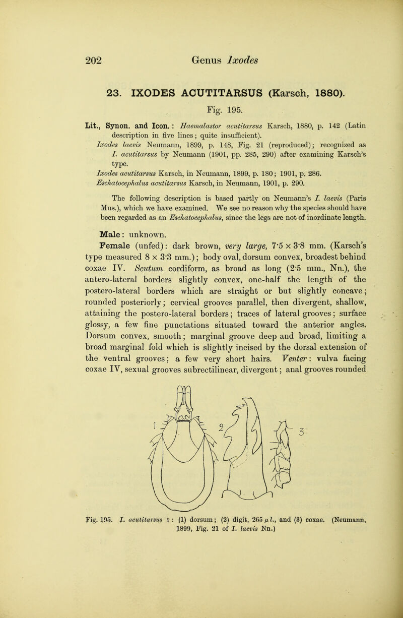 23. IXODES ACUTITARSUS (Karsch, 1880). Fig. 195. Lit., Synon. and Icon.: Haemalastor acutitarsus Karsch, 1880, p. 142 (Latin description in five lines; quite insufficient). Ixodes laevis Neumann, 1899, p. 148, Fig. 21 (reproduced); recognized as /. acutitarsus by Neumann (1901, pp. 285, 290) after examining Karsch's type. Ixodes acutitarsus Karsch, in Neumann, 1899, p. 180; 1901, p. 286. Eschatocephalus acutitarsus Karsch, in Neumann, 1901, p. 290. The following description is based partly on Neumann's /. laevis (Paris Mus.), which we have examined. We see no reason why the species should have been regarded as an Eschatocephalus, since the legs are not of inordinate length. Male: unknown. Female (unfed): dark brown, very large, 7*5 x 3'8 mm. (Karsch's type measured 8 x 3'3 mm.); body oval, dorsum convex, broadest behind coxae IV. Scutum cordiform, as broad as long (2*5 mm., Nn.), the antero-lateral borders slightly convex, one-half the length of the postero-lateral borders which are straight or but slightly concave; rounded posteriorly; cervical grooves parallel, then divergent, shallow, attaining the postero-lateral borders; traces of lateral grooves; surface glossy, a few fine punctations situated toward the anterior angles. Dorsum convex, smooth; marginal groove deep and broad, limiting a broad marginal fold which is slightly incised by the dorsal extension of the ventral grooves; a few very short hairs. Venter: vulva facing coxae IV, sexual grooves subrectilinear, divergent; anal grooves rounded Fig. 195. J. acutitarsus ? : (1) dorsum; (2) digit, 265 fx I., and (3) coxae. (Neumann, 1899, Fig. 21 of I. laevis Nn.)