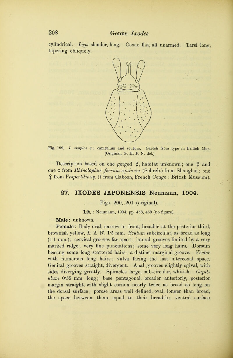 cylindrical. Legs slender, long. Coxae flat, all unarmed. Tarsi long, tapering obliquely. Fig. 199. I. simplex ? : capitulum and scutum. Sketch from type in British Mus. (Original, G. H. F. N. del.) Description based on one gorged $, habitat unknown; one $ and one o from Rhinolophus ferrum-equinum (Schreb.) from Shanghai; one % from Vespertilio sp. (? from Gaboon, French Congo : British Museum). 27. IXODES JAPONENSIS Neumann, 1904. Figs. 200, 201 (original). Lit. : Neumann, 1904, pp. 458, 459 (no figure). Male: unknown. Female: Body oval, narrow in front, broader at the posterior third, brownish yellow, L. 2, W. l o mm. Scutum subcircular, as broad as long (1*1 mm.); cervical grooves far apart; lateral grooves limited by a very marked ridge; very fine punotations; some very long hairs. Dorsum bearing some long scattered hairs; a distinct marginal groove. Ve)iter with numerous long hairs; vulva facing the last intercoxal space. Genital grooves straight, divergent. Anal grooves slightly ogival, with sides diverging greatly. Spiracles large, sub-circular, whitish. Capit- ulum 0'55 mm. long; base pentagonal, broader anteriorly, posterior margin straight, with slight cornua, nearly twice as broad as long on the dorsal surface; porose areas well defined, oval, longer than broad, the space between them equal to their breadth; ventral surface