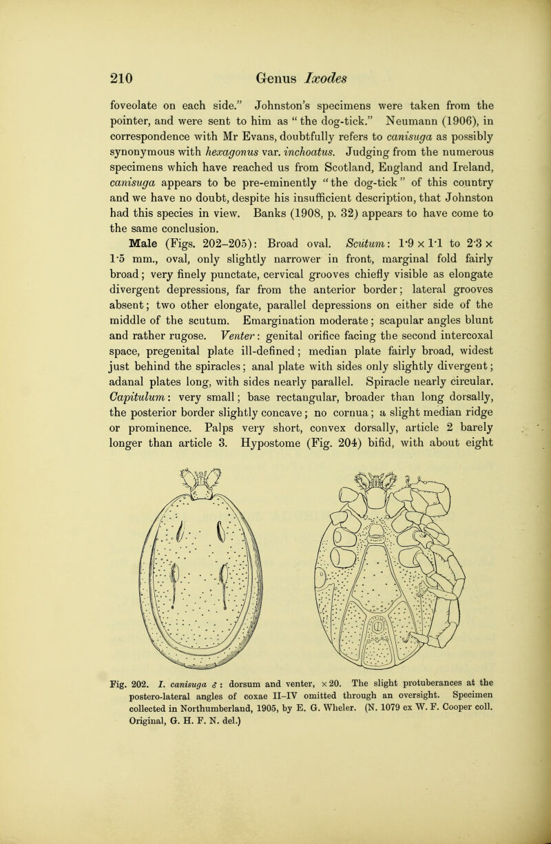 foveolate on each side. Johnston's specimens were taken from the pointer, and were sent to him as  the dog-tick. Neumann (1906), in correspondence with Mr Evans, doubtfully refers to canisuga as possibly synonymous with hexq^gonus var. inchoatus. Judging from the numerous specimens which have reached us from Scotland, England and Ireland, canisuga appears to be pre-eminently ''the dog-tick of this country and we have no doubt, despite his insufficient description, that Johnston had this species in view. Banks (1908, p. 32) appears to have come to the same conclusion. Male (Figs. 202-205): Broad oval. Scutum: 1-9x1-1 to 2-3 x 1*5 mm., oval, only slightly narrower in front, marginal fold fairly broad; very finely punctate, cervical grooves chiefly visible as elongate divergent depressions, far from the anterior border; lateral grooves absent; two other elongate, parallel depressions on either side of the middle of the scutum. Emargination moderate; scapular angles blunt and rather rugose. Venter: genital orifice facing the second intercoxal space, pregenital plate ill-defined; median plate fairly broad, widest just behind the spiracles; anal plate with sides only slightly divergent; adanal plates long, with sides nearly parallel. Spiracle nearly circular. Gapitulum: very small; base rectangular, broader than long dorsally, the posterior border slightly concave; no cornua; a slight median ridge or prominence. Palps very short, convex dorsally, article 2 barely longer than article 3. Hypostome (Fig. 204) bifid, with about eight Fig. 202. I. canisuga <? : dorsum and venter, x 20. The slight protuberances at the postero-lateral angles of coxae II-IV omitted through an oversight. Specimen collected in Northumberland, 1905, by E. G. Wheler. (N. 1079 ex W. F. Cooper coll. Original, G. H. F. N. del.)