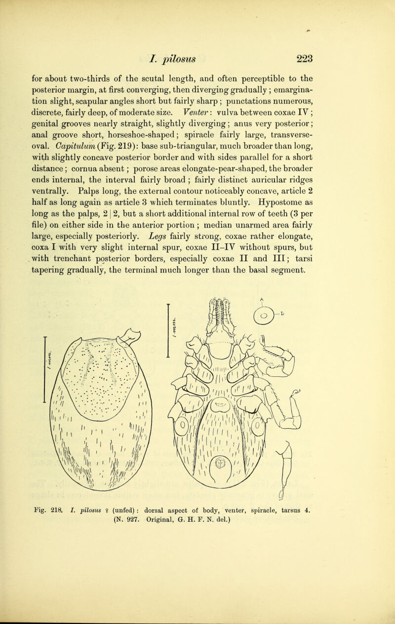 for about two-thirds of the scutal length, and often perceptible to the posterior margin, at first converging, then diverging gradually ; emargina- tion slight, scapular angles short but fairly sharp ; punctations numerous, discrete, fairly deep, of moderate size. Venter: vulva between coxae IV ; genital grooves nearly straight, slightly diverging; anus very posterior; anal groove short, horseshoe-shaped; spiracle fairly large, transverse- oval. Gapitulum (Fig. 219): base sub-triangular, much broader than long, wit|h slightly concave posterior border and with sides parallel for a short distance; cornua absent; porose areas elongate-pear-shaped, the broader ends internal, the interval fairly broad ; fairly distinct auricular ridges ventrally. Palps long, the external contour noticeably concave, article 2 half as long again as article 3 which terminates bluntly. Hypostome as long as the palps, 2 | 2, but a short additional internal row of teeth (3 per file) on either side in the anterior portion ; median unarmed area fairly large, especially posteriorly. Legs fairly strong, coxae rather elongate, coxa I with very slight internal spur, coxae II-IV without spurs, but . with trenchant posterior borders, especially coxae II and III; tarsi tapering gradually, the terminal much longer than the basal segment. Eig. 218. I. pilosus ? (unfed) : dorsal aspect of body, venter, spiracle, tarsus 4. (N. 927. Original, G. H. F. N. del.)