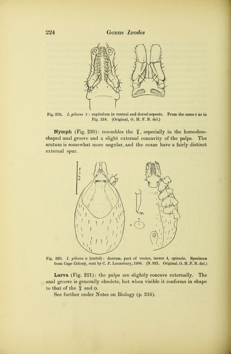 Fig. 219. I. pilosus ? : capitulum in ventral and dorsal aspects. From the same ? as in Fig. 218. (Original, G. H. F. N. del.) Nymph (Fig. 220): resembles the $, especially in the horseshoe- shaped anal groove and a slight external concavity of the palps. The scutum is somewhat more angular, and the coxae have a fairly distinct external spur. Fig. 220. I. pilosus o (unfed) : dorsum, part of venter, tarsus 4, spiracle. Specimen from Cape Colony, sent by C. P. Lounsbury, 1906. (N. 921. Original, G. H. F. N. del.) Larva (Fig. 221): the palps are slightly concave externally. The anal groove is generally obsolete, but when visible it conforms in shape to that of the $ and o. See further under Notes on Biology (p. 316).