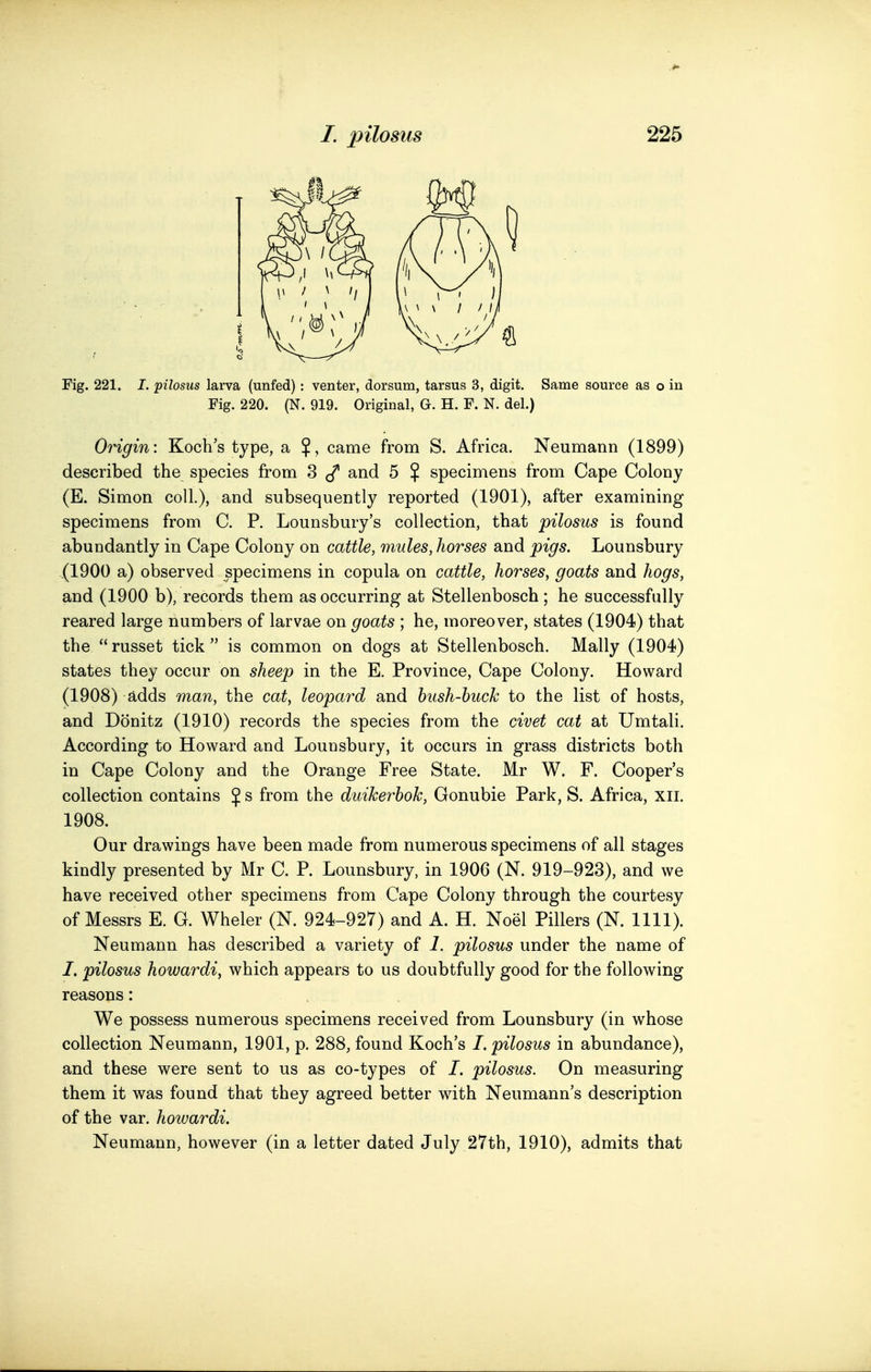 Fig. 221. I. pilosus larva (unfed) : venter, dorsum, tarsus 3, digit. Same source as o in Fig. 220. (N. 919. Original, G. H. F. N. del.) Origin: Koch's type, a came from S. Africa. Neumann (1899) described the species from 3 and 5 $ specimens from Cape Colony (E. Simon coll.), and subsequently reported (1901), after examining specimens from C. P. Lounsbury's collection, that pilosus is found abundantly in Cape Colony on cattle, mules, horses and pigs. Lounsbury (1900 a) observed specimens in copula on cattle, horses, goats and hogs, and (1900 b), records them as occurring at Stellenbosch; he successfully reared large numbers of larvae on goats ; he, moreover, states (1904) that the russet tick is common on dogs at Stellenbosch. Mally (1904) states they occur on sheep in the E. Province, Cape Colony. Howard (1908) adds man, the cat, leopard and hush-buck to the list of hosts, and Donitz (1910) records the species from the civet cat at Umtali. According to Howard and Lounsbury, it occurs in grass districts both in Cape Colony and the Orange Free State. Mr W. F. Cooper's collection contains J s from the duikerhok, Gonubie Park, S. Africa, xii. 1908. Our drawings have been made from numerous specimens of all stages kindly presented by Mr C. P. Lounsbury, in 1906 (N. 919-923), and we have received other specimens from Cape Colony through the courtesy of Messrs E. G. Wheler (N. 924-927) and A. H. Noel Fillers (N. 1111). Neumann has described a variety of 1. pilosus under the name of /. pilosus howardi, which appears to us doubtfully good for the following reasons: We possess numerous specimens received from Lounsbury (in whose collection Neumann, 1901, p. 288, found Koch's I. pilosus in abundance), and these were sent to us as co-types of /. pilosus. On measuring them it was found that they agreed better wdth Neumann's description of the var. howardi. Neumann, however (in a letter dated July 27th, 1910), admits that