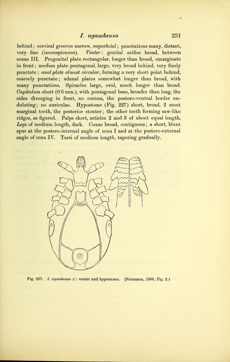 behind ; cervical grooves narrow, superficial; punctations many, distant, very fine (iuconspicuous). Venter: genital orifice broad, between coxae III. Pregenital plate rectangular, longer than broad, emarginate in front; median plate pentagonal, large, very broad behind, very finely punctate ; anal plate almost circular, forming a very short point behind, coarsely punctate; adanal plates somewhat longer than broad, with many punctations. Spiracles large, oval, much longer than broad. Gapitulum short (0'5 mm.), with pentagonal base, broader than long, the sides diverging in front, no cornua, the postero-ventral border un- dulating; no auriculae. Hypostome (Fig. 227) short, broad, 2 stout marginal teeth, the posterior stouter; the other teeth forming saw-like ridges, as figured. Palps short, articles 2 and 3 of about equal length. Legs of medium length, dark. Coxae broad, contiguous; a short, blunt spur at the postero-internal angle of coxa I and at the postero-external angle of coxa IV. Tarsi of medium length, tapering gradually. Fig. 227. I. ugandanus <? : venter and hypostome. (Neumann, 1906, Fig. 2.)