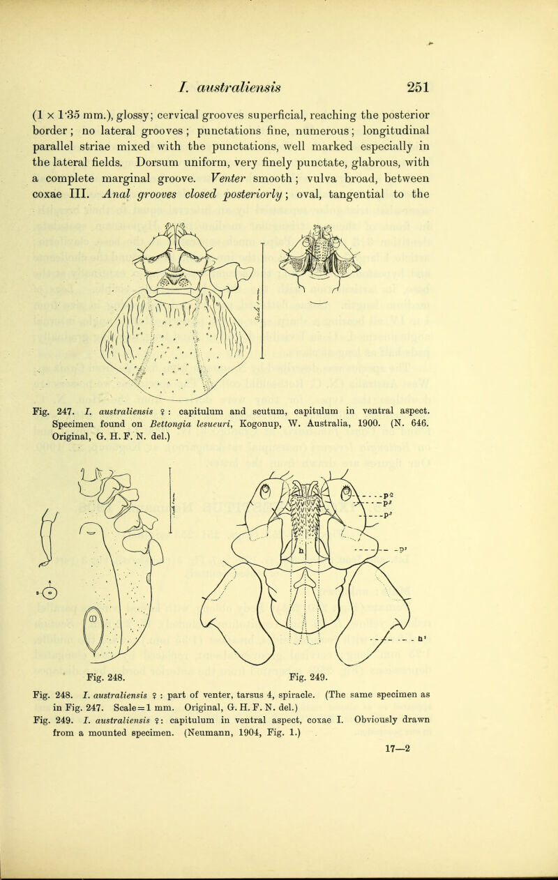 (1 X 1*35 mm.), glossy; cervical grooves superficial, reaching the posterior border; no lateral grooves; punctations fine, numerous; longitudinal parallel striae mixed with the punctations, well marked especially in the lateral fields. Dorsum uniform, very finely punctate, glabrous, with a complete marginal groove. Venter smooth; vulva broad, between coxae III. Anal grooves closed posteriorly; oval, tangential to the Fig. 247. I. australiensis ? : capitulum and scutum, capitulum in ventral aspect. Specimen found on Bettongia lesueuri, Kogonup, W. Australia, 1900. (N. 646. Original, G. H. F. N. del.) Fig. 248. Fig. 249. Fig. 248. I. australiensis ? : part of venter, tarsus 4, spiracle. (The same specimen as in Fig. 247. Scale = 1 mm. Original, G. H. F. N. del.) Fig. 249. I. australiensis ?: capitulum in ventral aspect, coxae I. Obviously drawn from a mounted specimen. (Neumann, 1904, Fig. 1.) 17—2