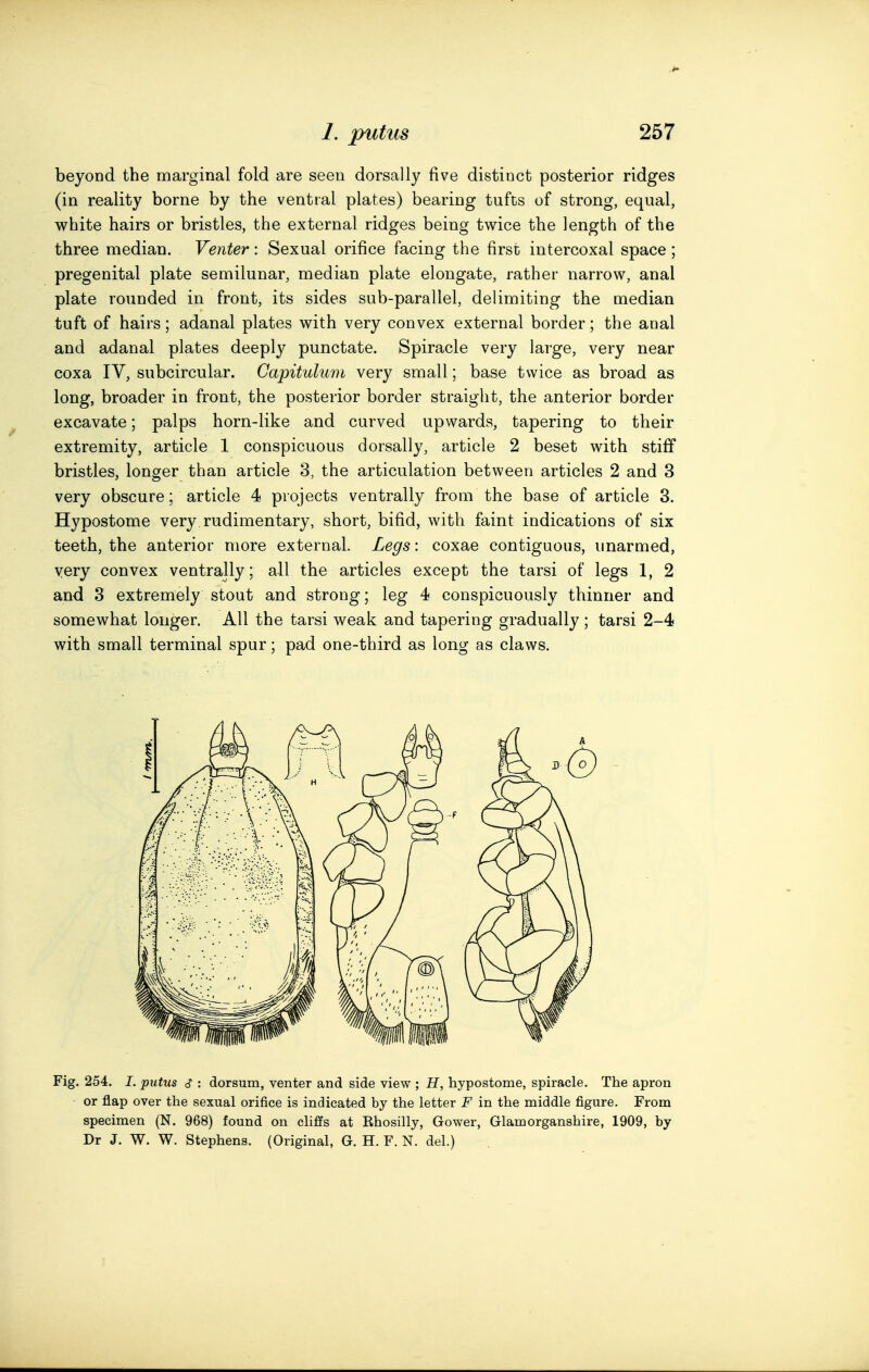 beyond the marginal fold are seen dorsally five distinct posterior ridges (in reality borne by the ventral plates) bearing tufts of strong, equal, white hairs or bristles, the external ridges being twice the length of the three median. Venter: Sexual orifice facing the first intercoxal space ; pregenital plate semilunar, median plate elongate, rather narrow, anal plate rounded in front, its sides sub-parallel, delimiting the median tuft of hairs; adanal plates with very convex external border; the anal and adanal plates deeply punctate. Spiracle very large, very near coxa IV, subcircular. Capitulum very small; base twice as broad as long, broader in front, the posterior border straight, the anterior border excavate; palps horn-like and curved upwards, tapering to their extremity, article 1 conspicuous dorsally, article 2 beset with stiff bristles, longer than article 3, the articulation between articles 2 and 3 very obscure; article 4 projects ventrally from the base of article 3. Hypostome very rudimentary, short, bifid, with faint indications of six teeth, the anterior more external. Legs: coxae contiguous, unarmed, very convex ventrally; all the articles except the tarsi of legs 1, 2 and 3 extremely stout and strong; leg 4 conspicuously thinner and somewhat longer. All the tarsi weak and tapering gradually ; tarsi 2-4 with small terminal spur; pad one-third as long as claws. Fig. 254. I. putus cf : dorsum, venter and side view ; H, hypostome, spiracle. The apron or flap over the sexual orifice is indicated by the letter F in the middle figure. From specimen (N. 968) found on cliffs at Ehosilly, Gower, Glamorganshire, 1909, by Dr J. W. W. Stephens. (Original, G. H. F. N. del.)