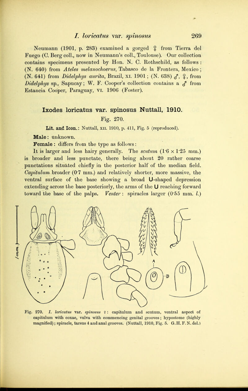 Neumann (1901, p. 283) examined a gorged $ from Tierra del Fuego (C. Berg coll., now in Neumann's coll., Toulouse). Our collection contains specimens presented by Hon. N. C. Rothschild, as follows : (N. 640) from Ateles melanochoerus, Tabasco de la Frontera, Mexico ; (N. 641) from Didelphys aurita, Brazil, XL 1901; (N. 638) ^, $, from Didelphys sp., Sapucay; W. F. Cooper's collection contains a from Estancia Cooper, Paraguay, VI. 1906 (Foster). Ixodes loricatus var. spinosus Nuttall, 1910. Fig. 270. Lit. and Icon.: Nuttall, xii. 1910, p. 411, Fig. 5 (reproduced). Male: unknown. Female : differs from the type as follows: It is larger and less hairy generally. The scutum (1*6 x 125 mm.) is broader and less punctate, there being about 20 rather coarse punctations situated chiefly in the posterior half of the median field. Gapitulum hmsidiQT (07 mm.) and relatively shorter, more massive, the ventral surface of the base showing a broad U-shaped depression extending across the base posteriorly, the arms of the U reaching forward toward the base of the palps. Venter : spiracles larger (055 mm. I.) Fig. 270. I. loricatus var. spinosus 9 : capitulum and scutum, ventral aspect of capitulum with coxae, vulva with commencing genital grooves; hypostome (highly magnified); spiracle, tarsus 4 and anal grooves. (Nuttall, 1910, Fig. 5. G. H. F. N. del.)