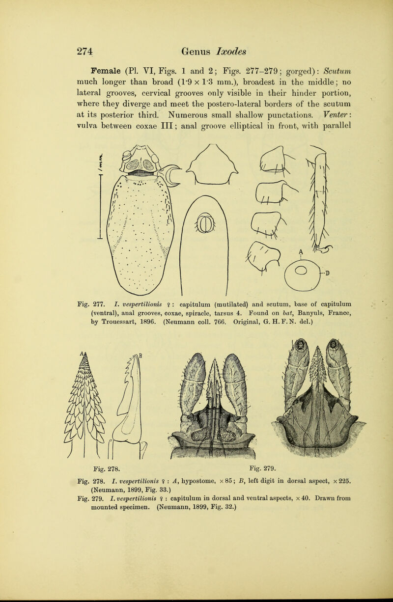 Female (PI. VI, Figs. 1 and 2; Figs. 277-279; gorged): Scutum much longer than broad (1'9 x 1'3 mm.), broadest in the middle; no lateral grooves, cervical grooves only visible in their hinder portion, where they diverge and meet the postero-lateral borders of the scutum at its posterior third. Numerous small shallow punctations. Venter: vulva between coxae III; anal groove elliptical in front, with parallel Fig. 277. I. vespertilionis ? : capitulum (mutilated) and scutum, base of capitulum (ventral), anal grooves, coxae, spiracle, tarsus 4. Found on hat, Banyuls, France, by Trouessart, 1896. (Neumann coll. 766. Original, G. H.F.N, del.) Fig. 278. Fig. 279. Fig. 278. I. vespertilionis ? : A, hypostome, x 85; B, left digit in dorsal aspect, x 225. (Neumann, 1899, Fig. 33.) Fig. 279. I. vespertilionis ? : capitulum in dorsal and ventral aspects, x 40. Drawn from mounted specimen. (Neumann, 1899, Fig. 32.)