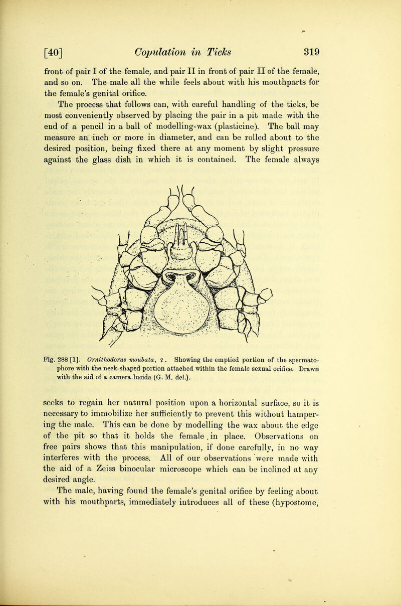 front of pair I of the female, and pair II in front of pair II of the female, and so on. The male all the while feels about with his mouthparts for the female's genital orifice. The process that follows can, with careful handling of the ticks, be most conveniently observed by placing the pair in a pit made with the end of a pencil in a ball of modelling-wax (plasticine). The ball may measure an inch or more in diameter, and can be rolled about to the desired position, being fixed there at any moment by slight pressure against the glass dish in which it is contained. The female always Fig. 288 [1]. Ornithodorus moubata, ? . Showing the emptied portion of the spermato- phore with the neck-shaped portion attached within the female sexual orifice. Drawn with the aid of a camera-lucida (G. M. del.). seeks to regain her natural position upon a horizontal surface, so it is necessary to immobilize her sufficiently to prevent this without hamper- ing the male. This can be done by modelling the wax about the edge of the pit so that it holds the female , in place. Observations on free pairs shows that this manipulation, if done carefully, in no way interferes with the process. All of our observations were made with the aid of a Zeiss binocular microscope which can be inclined at any desired angle. The male, having found the female's genital orifice by feeling about v/ith his mouthparts, immediately introduces all of these (hypostome.