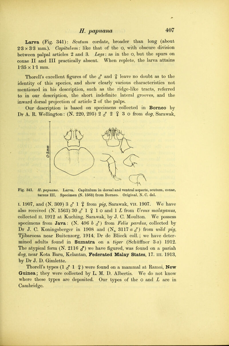 Larva (Fig. 341): Scutum cordate, broader than long (about 2-3 X 3 3 mm.). Capitulum: like that of the o, with obscure division between palpal articles 2 and 3. Legs: as in the o, but the spurs on coxae II and III practically absent. When replete, the larva attains 1*35 X I'l mm. Thorell's excellent figures of the and J leave no doubt as to the identity of this species, and show clearly various characteristics not mentioned in his description, such as the ridge-like tracts, referred to in our description, the short indefinite lateral grooves, and the inward dorsal projection of article 2 of the palps. Our description is based on specimens collected in Borneo by Dr A. R. Wellington: (N. 220, 295) 2 2 ? 3 o from dog, Sarawak, Fig. 341. H. papuana. Larva. Capitulum in dorsal and ventral aspects, scutum, coxae, tarsus III. Specimen (N. 1563) from Borneo. Original, N. C. del. I. 1907, and (N. 309) 3 c/ 1 $ from pig, Sarawak, viT. 1907. We have also received (N. 1563) 30 1 ? 1 O and 1 L from Ursus malayanus, collected ii. 1912 at Kuching, Sarawak, by J. C. Moulton. We possess specimens from Java: (N. 496 h (/) from Felis pardus, collected by Dr J. C. Koningsberger in 1908 and (N.^ 3117 a (/) from wild pig, Tjibaroesa near Buitenzorg, 1914, Dr de Blieck coll.; we have deter- mined adults found in Sumatra on a tiger (Schtiffner 3 a) 1912. The atypical form (N. 2116 ff) we have figured, was found on a pariah dog, near Kota Baru, Kelantan, Federated Malay States, 17. iii. 1913, by Dr J. D. Gimlette. Thorell's types (1 1 $) were found on a mammal at Ramoi, New Guinea; they were collected by L. M. D. Albertis. We do not know where these types are deposited. Our types of the o and L are in Cambridge.