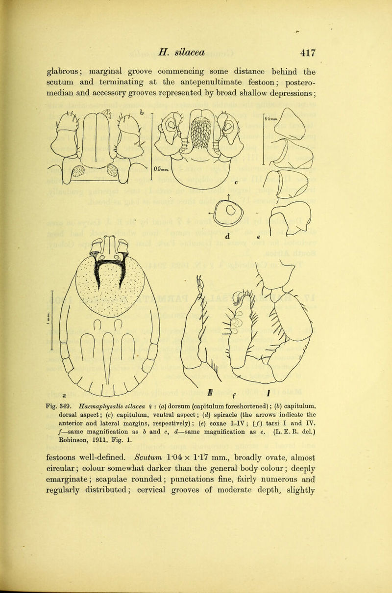 glabrous; marginal groove commencing some distance behind the scutum and terminating at the antepenultimate festoon; postero- median and accessory grooves represented by broad shallow depressions ; Fig. 349. Haemaphysalis silacea ? : (a) dorsum (capitulum foreshortened); (&) capitulum, dorsal aspect; (c) capitulum, ventral aspect; {d) spiracle (the arrows indicate the anterior and lateral margins, respectively); (g) coxae I-IV ; (/) tarsi I and IV. /—same magnification as b and c, d—same magnification as e. (L. E.K. del.) Robinson, 1911, Fig. 1. festoons well-defined. Scutum 1'04 x mm., broadly ovate, almost circular; colour somewhat darker than the general body colour; deeply emarginate; scapulae rounded; punctations fine, fairly numerous and regularly distributed; cervical grooves of moderate depth, slightly