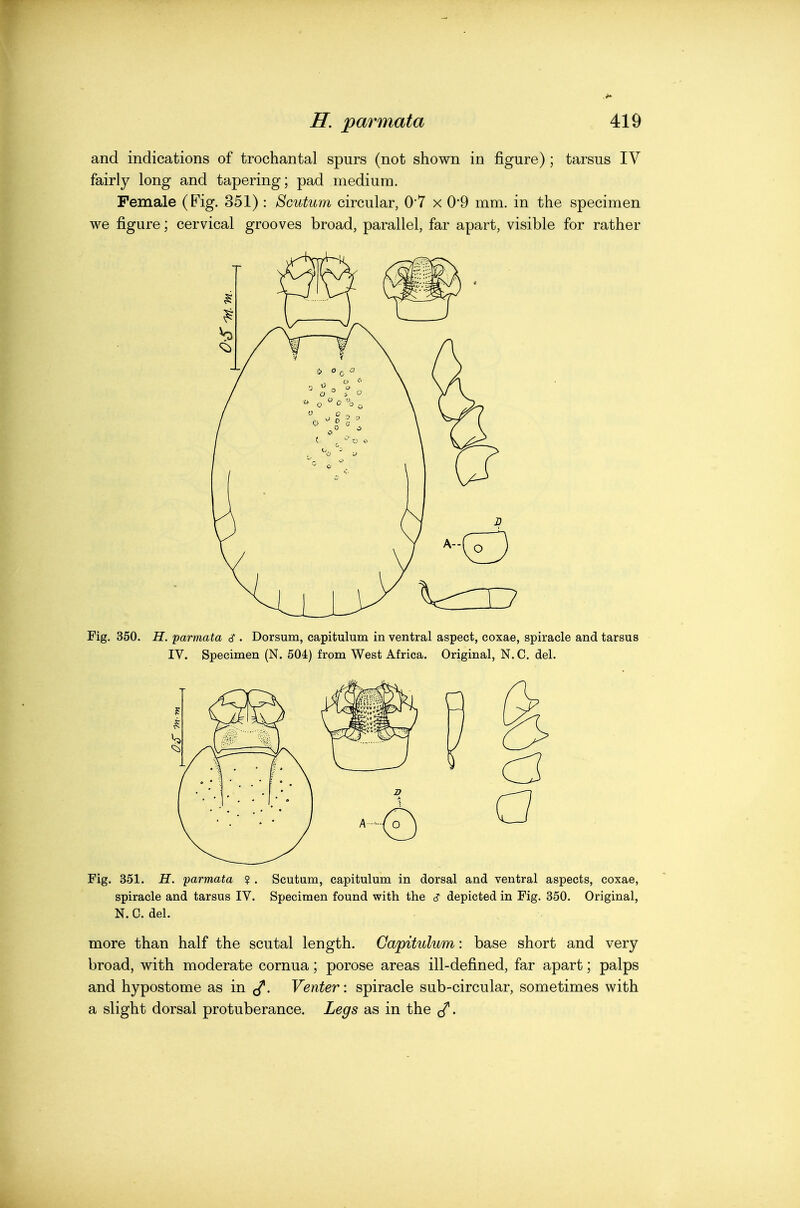 and indications of trochantal spurs (not shown in figure) ; tarsus IV fairly long and tapering; pad medium. Female (B'ig. 351) : Scutum circular, 0*7 x 0'9 mm. in the specimen we figure; cervical grooves broad, parallel, far apart, visible for rather Fig. 350. H. parmata df. Dorsum, capitulum in ventral aspect, coxae, spiracle and tarsus IV. Specimen (N. 504) from West Africa. Original, N. C. del. Fig. 351. if. parmata ? . Scutum, capitulum in dorsal and ventral aspects, coxae, spiracle and tarsus IV. Specimen found with the cT depicted in Fig. 350. Original, N.C. del. more than half the scutal length. Capitulum: base short and very broad, with moderate cornua; porose areas ill-defined, far apart; palps and hypostome as in Venter: spiracle sub-circular, sometimes with a slight dorsal protuberance. Legs as in the