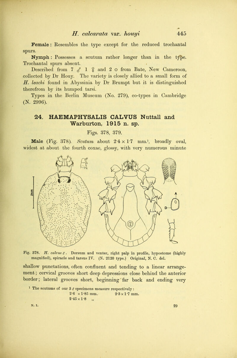 Female : Resembles the type except for the reduced trochantal spurs. Nymph: Possesses a scutum rather longer than in the t/f)e. Trochantal spurs absent. Described from 7 (/ 1 $ and 2 o from Bate, New Cameroon, collected by Dr Houy. The variety is closely allied to a small form of H. leachi found in Abyssinia by Dr Brumpt but it is distinguished therefrom by its humped tarsi. Types in the Berlin Museum (No. 279), co-types in Cambridge (N. 2996). 24. HAEMAPHYSALIS CALVUS Nuttall and Warburton, 1915 n. sp. Figs. 378, 379. Male (Fig. 378). Scutum about 2-4 x 1-7 mm.^ broadly oval, widest at about the fourth coxae, glossy, with very numerous minute Fig. 378. H. calvus s . Dorsum and venter, right palp in profile, hypostorae (highly magnified), spiracle and tarsus IV. (N. 2120 type.) Original, N. C. del. shallow punctations, often confluent and tending to a linear arrange- ment ; cervical grooves short deep depressions close behind the anterior border; lateral grooves short, beginning far back and ending very 1 The scutums of our 3 c? specimens measure respectively : 2-6 X 1-85 mm. 2-3 x 1-7 mm. 2-45 X 1-8 „ N. I. 29