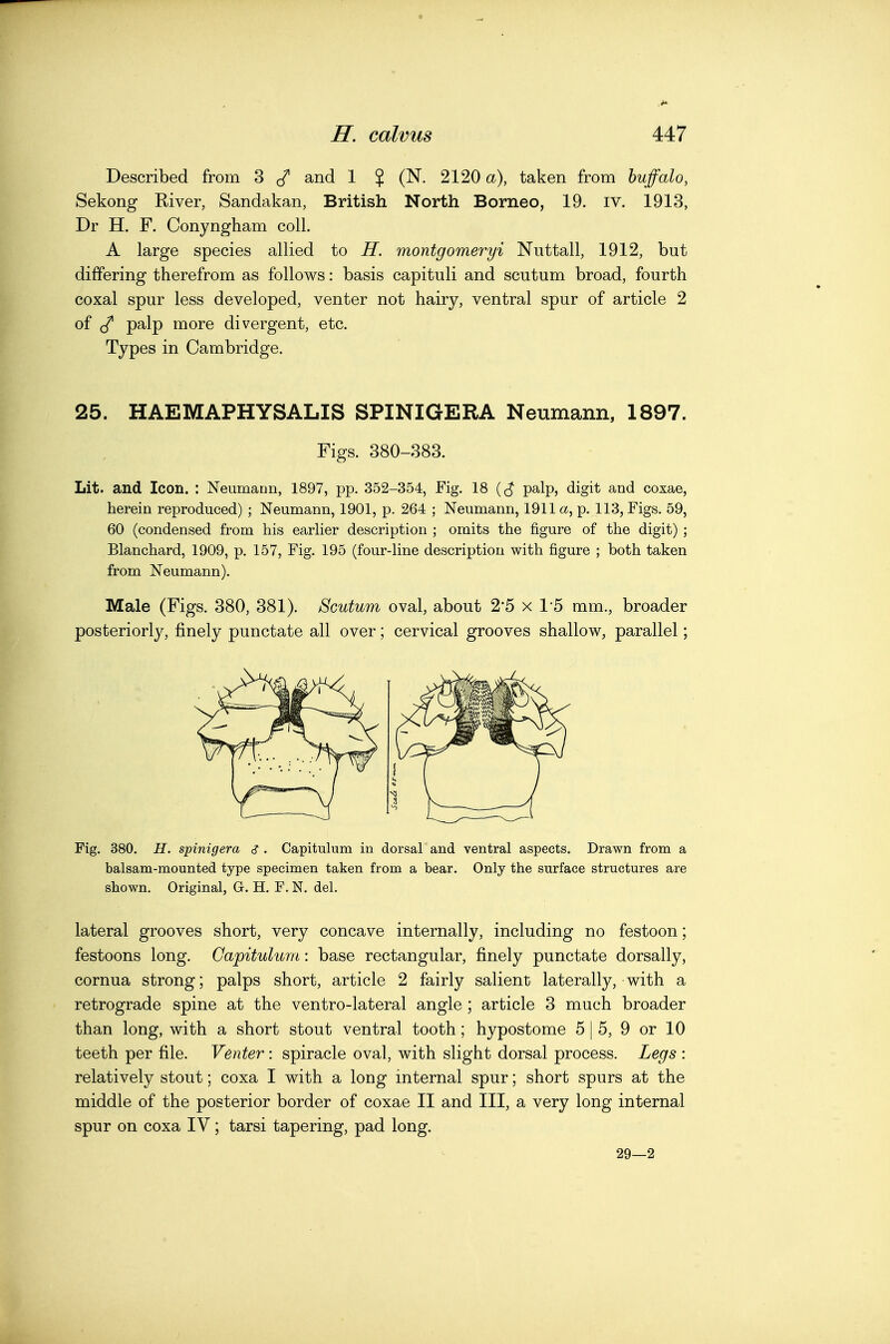 Described from 3 and 1 % (N. 2120 a), taken from buffalo, Sekong River, Sandakan, British North Borneo, 19. iv. 1913, Dr H. F. Conyngham coll. A large species allied to H. montgomeryi Nuttall, 1912, but differing therefrom as follows: basis capituli and scutum broad, fourth coxal spur less developed, venter not hairy, ventral spur of article 2 of palp more divergent, etc. Types in Cambridge. 25. HAEMAPHYSALIS SPINIGERA Neumann, 1897. Figs. 380-383. Lit. and Icon. : Neumann, 1897, pp. 352-354, Fig. 18 palp, digit and coxae, herein reproduced) ; Neumann, 1901, p. 264 ; Neumann, 1911 a, p. 113, Figs. 59, 60 (condensed from his earlier description ; omits the figure of the digit) ; Blanchard, 1909, p. 157, Fig. 195 (four-line description with figure ; both taken from Neumann). Male (Figs. 380, 381). Scutum oval, about 2*5 x 1*5 mm., broader posteriorly, finely punctate all over; cervical grooves shallow, parallel; Fig. 380. H. spinigera s . Capituhim in dorsal and ventral aspects. Drawn from a balsam-mounted type specimen taken from a bear. Only the surface structures are shown. Original, G. H. F. N, del. lateral grooves short, very concave internally, including no festoon; festoons long. Gapitulum: base rectangular, finely punctate dorsally, cornua strong; palps short, article 2 fairly salient laterally, with a retrograde spine at the ventro-lateral angle ; article 3 much broader than long, with a short stout ventral tooth; hypostome 5 | 5, 9 or 10 teeth per file. Venter: spiracle oval, with slight dorsal process. Legs : relatively stout; coxa I with a long mternal spur; short spurs at the middle of the posterior border of coxae II and III, a very long internal spur on coxa IV; tarsi tapering, pad long. 29—2