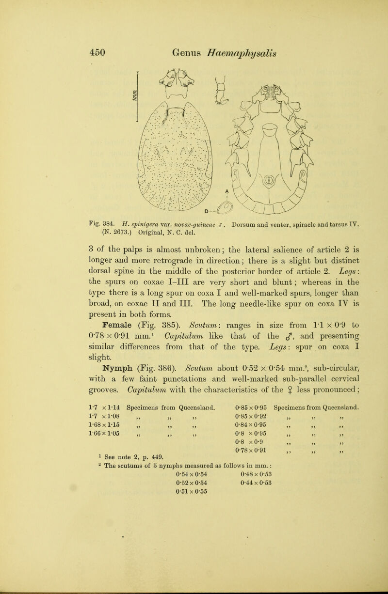 Fig, 384. H. spinigera var. novae-guineae s . Dorsum and venter, spiracle and tarsus IV. (N. 2673.) Original, N. C. del. 3 of the palps is almost unbroken; the lateral salience of article 2 is longer and more retrograde in direction; there is a slight but distinct dorsal spine in the middle of the posterior border of article 2. Legs: the spurs on coxae I-III are very short and blunt; whereas in the type there is a long spur on coxa I and well-marked spurs, longer than broad, on coxae II and III. The long needle-like spur on coxa IV is present in both forms. Female (Fig. 385). Scutum: ranges in size from I'l x 0-9 to 0*78 X 0'91 mm.i Gapitulum like that of the J^, and presenting similar differences from that of the type. Legs: spur on coxa I slight. Nymph (Fig. 386). Scutum about 0-52 x 0-54 mm.^, sub-circular, with a few faint punctations and well-marked sub-parallel cervical grooves. Gapitulum with the characteristics of the J less pronounced ; 1-7 X 1-14 Specimens from Queensland. 0-85 x 0-95 Specimens from Queensland, 1-7 xl-08 ,, „ ,, 0-85 X 0-92 1-68 xM5 „ „ „ 0-84 X 0-95 1-66 X1-05 ,, ,, ,, 0-8 xO-95 0-8 xO-9 0-78 X 0-91 1 See note 2, p. 449. 2 The scutums of 5 nymphs measured as follows in mm.: 0-54 X 0-54 0-48 X 0-53 0-52 X 0-54 0-44 x 0-53 0-51 X 0-55