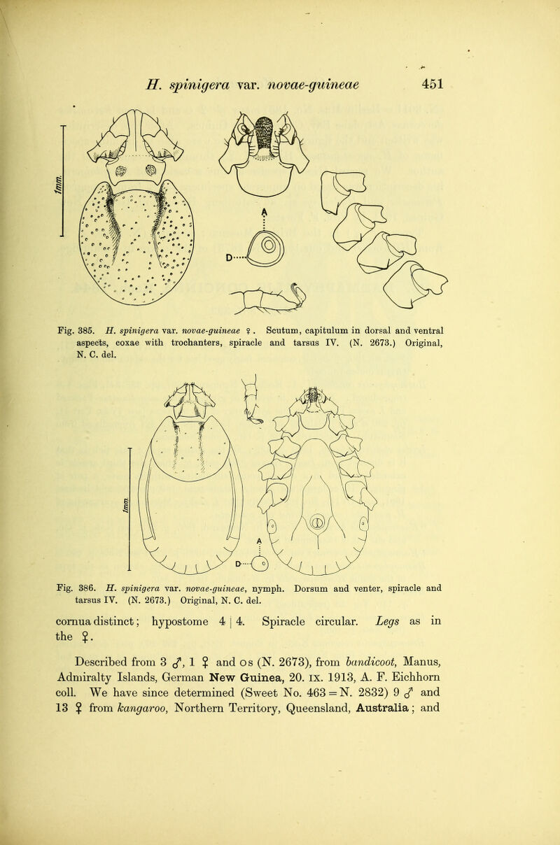 Fig. 385. H. spinigera var. novae-guineae ? . Scutum, capitulum in dorsal and ventral aspects, coxae with trochanters, spiracle and tarsus IV. (N. 2673.) Original, N. C. del. Fig. 386. H. spinigera var. novae-guineae, nymph. Dorsum and venter, spiracle and tarsus IV. (N. 2673.) Original, N. C. del. comua distinct; hypostome 4 | 4. Spiracle circular. Legs as in the $. Described from 3 1 ? and os (N. 2673), from bandicoot, Manus, Admiralty Islands, German New Guinea, 20. ix. 1913, A. F. Eichhorn coll. We have since determined (Sweet No. 463 = N. 2832) 9 ^ and 13 % from kangaroo, Northern Territory, Queensland, Australia; and