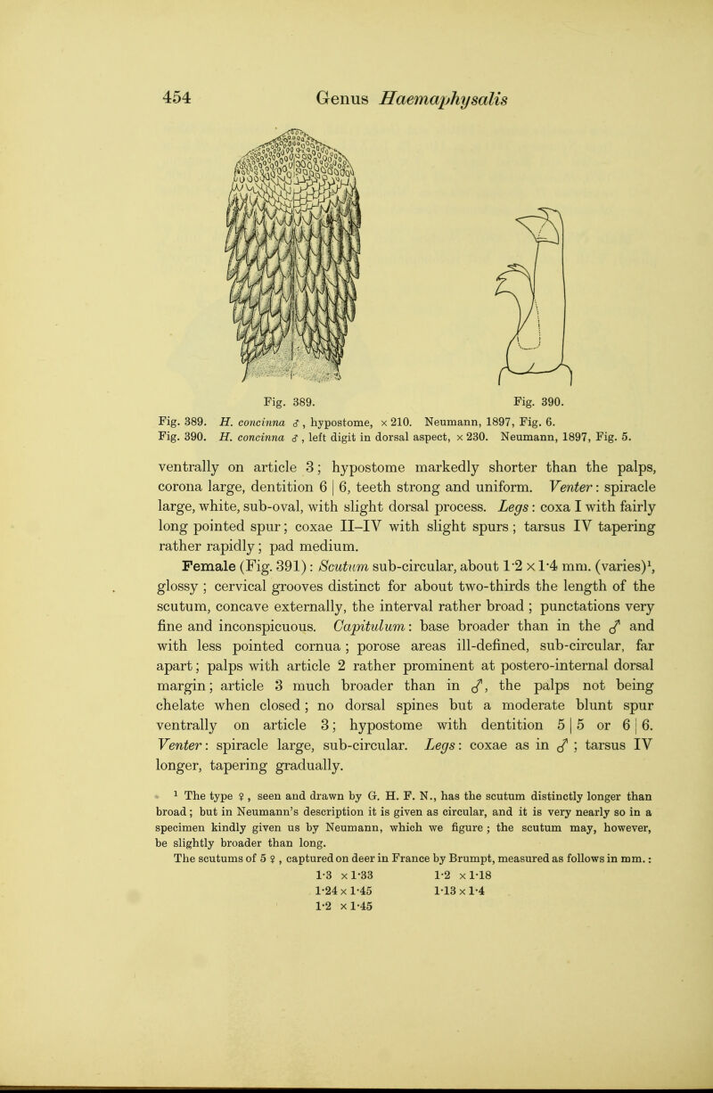 Fig. 389. Fig. 390. Fig. 389. H. concinna c? , hypostome, x 210. Neumann, 1897, Fig. 6. Fig. 390. H. concinna s , left digit in dorsal aspect, x 230. Neumann, 1897, Fig. 5. ventrally on article 3; hypostome markedly shorter than the palps, corona large, dentition 6 | 6, teeth strong and uniform. Venter: spiracle large, white, sub-oval, with slight dorsal process. Legs: coxa I with fairly long pointed spur; coxae II-IY with slight spurs ; tarsus IV tapering rather rapidly; pad medium. Female (Fig. 391) : Scutum sub-circular, about 1-2 x 1*4 mm. (varies)^ glossy ; cervical grooves distinct for about two-thirds the length of the scutum, concave externally, the interval rather broad ; punctations very fine and inconspicuous. Capitulum: base broader than in the J' and with less pointed cornua; porose areas ill-defined, sub-circular, far apart; palps with article 2 rather prominent at postero-internal dorsal margin; article 3 much broader than in , the palps not being chelate when closed; no dorsal spines but a moderate blunt spur ventrally on article 3; hypostome with dentition 5 | 5 or 6 16. Venter: spiracle large, sub-circular. Legs: coxae as in ; tarsus IV longer, tapering gradually. ^ The type ? , seen and drawn by G. H. F. N., has the scutum distinctly longer than broad; but in Neumann's description it is given as circular, and it is very nearly so in a specimen kindly given us by Neumann, which we figure ; the scutum may, however, be slightly broader than long. The scutums of 5 ? , captured on deer in France by Brumpt, measured as follows in mm.: 1-3 xl-33 1-2 xl-lS 1-24 X 1-45 1-13 X 1-4 1-2 xl-45