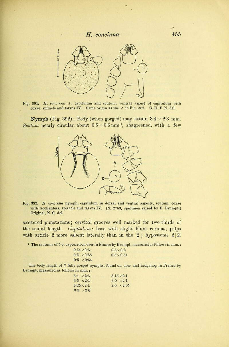 Fig. 391. H. concinna ? , capitulum and scutum, ventral aspect of capitulum with coxae, spiracle and tarsus IV. Same origin as the c? in Fig. 387. G. H, F. N. del. Nymph (Fig. 392) : Body (when gorged) may attain 34 x 2'3 mm. Scutum nearly circular, about 0*5 x 0*6 mm. \ shagreened, with a few Fig. 392. H. concinna nymph, capitulum in dorsal and ventral aspects, scutum, coxae with trochanters, spiracle and tarsus IV. (N. 2763, specimen raised by E. Brumpt.) Original, N. C. del. scattered punctations; cervical grooves well marked for two-thirds of the scutal length. Capitulum: base with slight blunt cornua; palps with article 2 more salient laterally than in the % ; hypostome 2 | 2. 1 The scutums of 5 o, captured on deer in France by Brumpt, measured as follows in mm.: 0-54 X 0-6 0-5 X 0-6 0-5 xO-68 0-5 X 0-54 0-5 xO-64 The body length of 7 fully gorged nymphs, found on deer and hedgehog in France by Brumpt, measured as follows in mm. : 3-4 x2-3 3-15 X 2-1 3-3 x2-l 3 0 x2-l 3-25 X 2-1 3-0 X2-05 3-2 x2 0