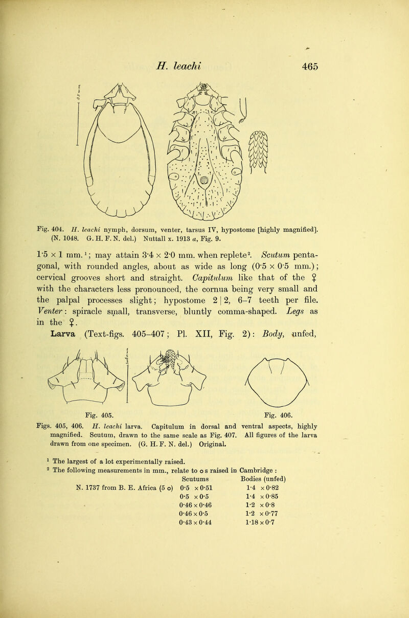 Fig. 404. H. leachi nymph, dorsum, venter, tarsus IV, hypostome [highly magnified]. (N. 1048. G. H. F. N. del.) Nuttall x. 1913 a, Fig. 9. 1*5 X 1 mm.^; may attain 3*4 x 2-0 mm. when repletel Scutum penta- gonal, with rounded angles, about as wide as long (0*5 x 0*5 mm.); cervical grooves short and straight. Capitulum like that of the $ with the characters less pronounced, the cornua being very small and the palpal processes slight; hypostome 2 12, 6-7 teeth per file. Venter: spiracle small, transverse, bluntly comma-shaped. Legs as in the $. Larva (Text-figs. 405-407; PL XII, Fig. 2): Body, unfed, Fig. 405. Fig. 406. Figs. 405, 406. H. leachi larva. Capitulum in dorsal and ventral aspects, highly magnified. Scutum, drawn to the same scale as Fig. 407. All figures of the larva drawn from one specimen. (G, H. F. N. del.) Original. 1 The largest of a lot experimentally raised. 2 The following measurements in mm., relate to o s raised in Cambridge : N. 1737 from B. E. Africa (5 o) Scutums 0-5 xO-51 0-5 xO-5 0-46 X 0-46 0-46 X 0-5 0-43 X 0-44 Bodies (unfed) 1-4 xO'82 1-4 xO-85 1-2 xO-8 1-2 xO-77 1-18 X 0-7