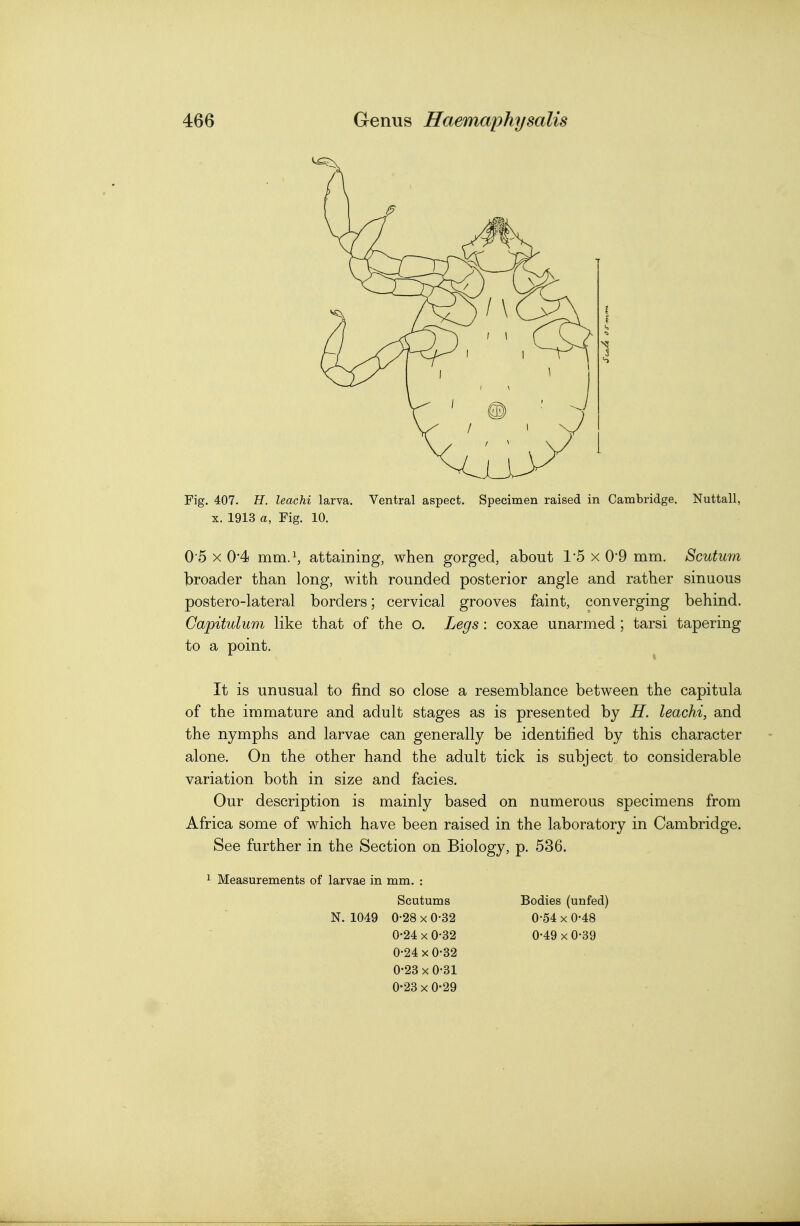 Fig. 407. H. leachi larva. Ventral aspect. Specimen raised in Cambridge. Nuttall, X. 1913 a, Fig. 10. 0-5 X 0'4 mm.\ attaining, when gorged, about 1*5 x 0'9 mm. Scutu7n broader than long, with rounded posterior angle and rather sinuous postero-lateral borders; cervical grooves faint, converging behind. Gapitulum like that of the o. Legs: coxae unarmed ; tarsi tapering to a point. It is unusual to find so close a resemblance between the capitula of the immature and adult stages as is presented by H. leachi, and the nymphs and larvae can generally be identified by this character alone. On the other hand the adult tick is subject to considerable variation both in size and facies. Our description is mainly based on numerous specimens from Africa some of which have been raised in the laboratory in Cambridge. See further in the Section on Biology, p. 536. 1 Measurements of larvae in mm. : Scutums Bodies (unfed) N. 1049 0-28 X 0-32 0-54 x 0-48 0-24 X 0-32 0-49 X 0-39 0-24 X 0-32 0-23 X 0-31 0-23 X 0-29