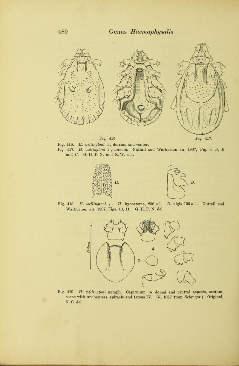 Fig. 416. Fig. 417. Fig. 416. H. wellingtoni s , dorsum and venter. Fig, 417. H. wellingtoni ? , dorsum. Nuttall and Warburton xii. 1907, Fig. 9, A, B and C. G. H.F.N, and E.W. del. Fig. 418. H. wellingtoni ? . H. hypostome, 250 /m 1. D. digit 100 /j. 1. Nuttall and Warburton, xii. 1907, Figs. 10, 11. G. H. F. N. del. Fig. 419. H. wellingtoni nymph. Capitulum in dorsal and ventral aspects, scutum, coxae with trochanters, spiracle and tarsus IV. (N. 1057 from Selangor.) Original, N. C. del. 1