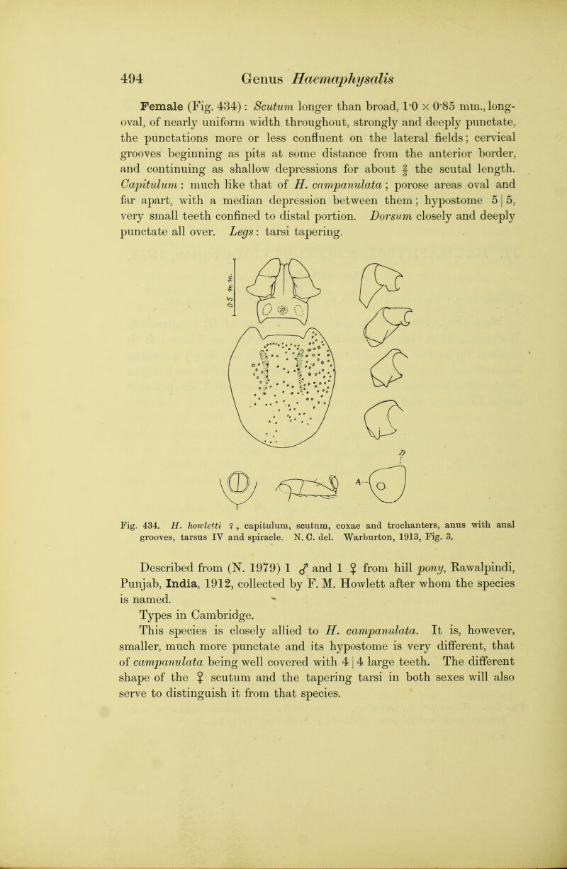 Female (Fig. 434): Scutum longer than broad, I'O x 0'85 mm., long- oval, of nearly uniform width throughout, strongly and deeply punctate, the punctations more or less confluent on the lateral fields; cervical grooves beginning as pits at some distance from the anterior border, and continuing as shallow depressions for about | the scutal length. Gapituluni: much like that of H. campanulata; porose areas oval and far apart, with a median depression between them; hypostome 5 | 5, very small teeth confined to distal portion. Dorsum closely and deeply punctate all over. Legs : tarsi tapering. Fig, 434. H. liowletti ? , capitulum, scutum, coxae and trochanters, anus with anal grooves, tarsus IV and spiracle. N. C. del. Warburton, 1913, Fig. 3, Described from (N. 1979) 1 and 1 $ from hill pony, Rawalpindi, Punjab, India, 1912, collected by F. M. Howlett after whom the species is named. Types in Cambridge. This species is closely allied to H. campanulata. It is, however, smaller, much more punctate and its hypostome is very different, that of campanulata being well covered with 4 | 4 large teeth. The different shape of the $ scutum and the tapering tarsi in both sexes will also serve to distinguish it from that species.