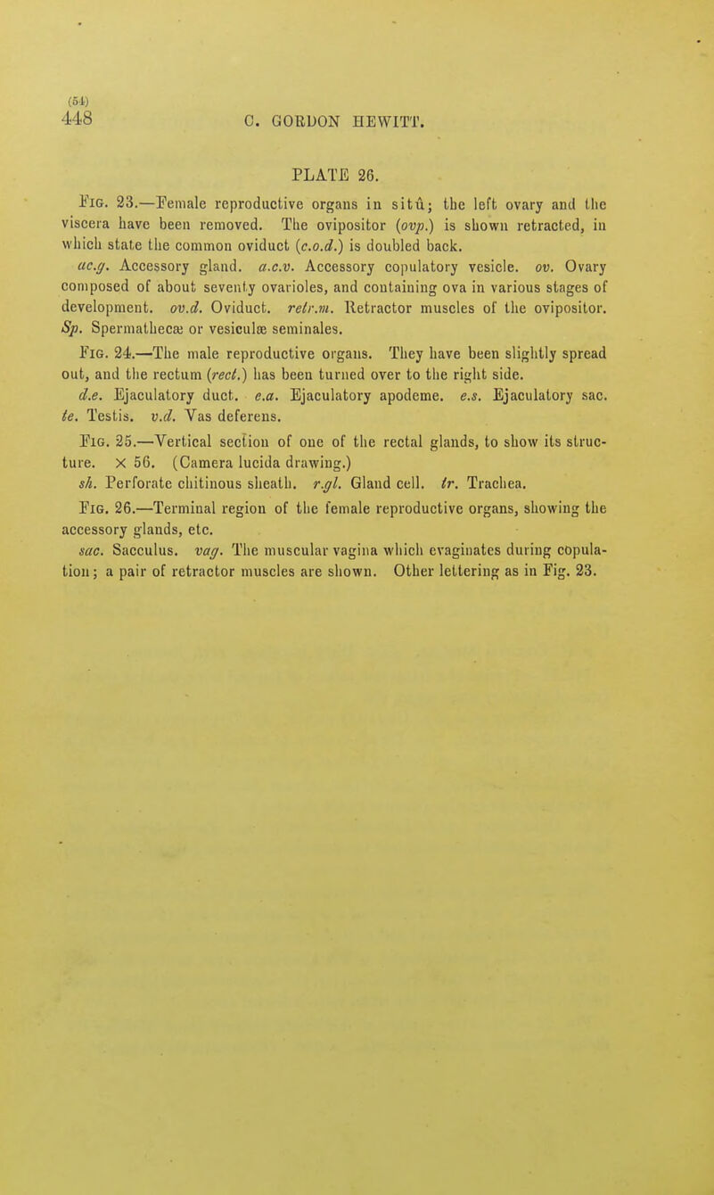 (51) 448 C. GORDON HEWITT. PLATE 26. Eig. 23.—Female reproductive organs in situ; the left ovary and the viscera have been removed. The ovipositor (ovp.) is shown retracted, in which state the common oviduct (c.o.d.) is doubled back. ac.g. Accessory gland, a.c.v. Accessory copulatory vesicle, ov. Ovary composed of about seventy ovarioles, and containing ova in various stages of development, ov.d. Oviduct, retr.m. Retractor muscles of the ovipositor. Sp. Spermatheca; or vesiculse seminales. Fig. 24.—The male reproductive organs. They have been slightly spread out, and the rectum (reel.) has been turned over to the right side. d.e. Ejaculatory duct. e.a. Ejaculatory apodeme. e.s. Ejaculatory sac. te. Testis, v.d. Vas deferens. Eig. 25.—Vertical section of one of the rectal glands, to show its struc- ture. X 56. (Camera lucida drawing.) sh. Perforate chitinous sheath, r.gl. Gland cell. tr. Trachea. Eig. 26.—Terminal region of the female reproductive organs, showing the accessory glands, etc. sac. Sacculus. vag. The muscular vagina which evaginates during copula- tion; a pair of retractor muscles are shown. Other lettering as in Fig. 23.