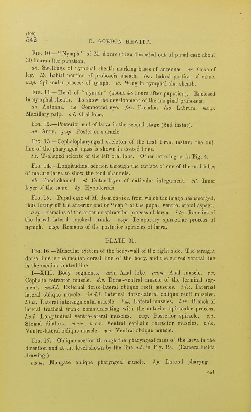 542 C. GORDON HEWITT. Fig. 10.—Nymph of M. domestica dissected out of pupal case about 30 hours after pupation. an. Swellings of nymphal sheath marking bases of antennse. ex. Coxa of leg. lb. Labial portion of proboscis sheath. Ibr. Labral portion of same. n.sp. Spiracular process of nymph, w. Wing in nymphal alar sheath. Fig. 11.—Head of nymph (about 48 hours after pupation). Enclosed in nymphal sheath. To show the development of the imaginal proboscis. an. Antenna, c.e. Compound eye. fac. Facialia. lab. Labrum. mx.p. Maxillary palp. o.l. Oral lobe. Fig. 12.—Posterior end of larva in the second stage (2nd instar). an. Anus. p.sp. Posterior spiracle. Fig. 13.—Cephalopharyngeal skeleton of the first larval instar; the out- line of the pharyngeal mass is shown in dotted lines. t.s. T-shaped sclerite of the left oral lobe. Other lettering as in Pig. 4. Pig. 14.—Longitudinal section through the surface of one of the oral lobes of mature larva to show the food-channels. ch. Food-channel, ct. Outer layer of cuticular integument, ct'. Inner layer of the same. hy. Hypodermis. Fig. 15.—Pupal case of M. domestica from which the imago has emerged, thus lifting off the anterior end or cap of the pupa; ventro-lateral aspect. a.sp. Remains of the anterior spiracular process of larva, l.tr. Remains of the larval lateral tracheal trunk, n.sp. Temporary spiracular process of nymph, p.sp. Remains of the posterior spiracles of larva. PLATE 31. Fig. 16.—Muscular system of the body-wall of the right side. The straight dorsal line is the median dorsal line of the body, and the curved ventral line is the median ventral line. I—XIII. Body segments, an.l. Anal lobe. an.m. Anal muscle, c.r. Cephalic retractor muscle, d.v. Dorso-ventral muscle of the terminal seg- ment, ex.d.l. External dorso-lateral oblique recti muscles, i.l.o. Internal lateral oblique muscle, in.d.l. Internal dorso-lateral oblique recti muscles. l.i.m. Lateral intersegmental muscle, l.m. Lateral muscles, l.tr. Branch of lateral tracheal trunk communicating with the anterior spiracular process. l.v.l. Longitudinal ventro-lateral muscles, p.sp. Posterior spiracle, s.d. Stomal dilators, v.c.r., v'.c.r. Ventral cephalic retractor muscles, v.l.o. Ventro-lateral oblique muscle, v.o. Ventral oblique muscle. Fig. 17.—Oblique section through the pharyngeal mass of the larva in the direction and at the level shown by the line a.b. in Fig. 19. (Camera lucida drawing.) e.o.m. Elongate oblique pharyngeal muscle, l.p. Lateral pharyng pal
