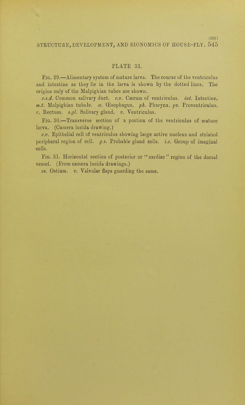 STRUCTURE,DEVELOPMENT, AND BIONOMICS OP HOUSE-PLY. 545 PLATE 33. Fig. 29.—Alimentary system of mature larva. The course of the ventriculus aud intestine as they lie in the larva is shown by the dotted lines. The origins only of the Malpighian tubes are shown. c.s.d. Common salivary duct. c.v. Caecum of ventriculus. int. Intestine. m.t. Malpighian tubule, w. (Esophagus, ph. Pharynx, pv. Proventriculus. r. Rectum, s.gl. Salivary gland, v. Ventriculus. Pig. 30.—Transverse section of a portion of the ventriculus of mature larva. (Camera lucida drawing.) e.v. Epithelial cell of ventriculus showing large active nucleus and striated peripheral region of cell. g.s. Probable gland cells, i.e. Group of imaginal cells. Pig. 31. Horizontal section of posterior or cardiac region of the dorsal vessel. (Prom camera lucida drawings.) os. Ostium, v. Valvular flaps guarding the same.