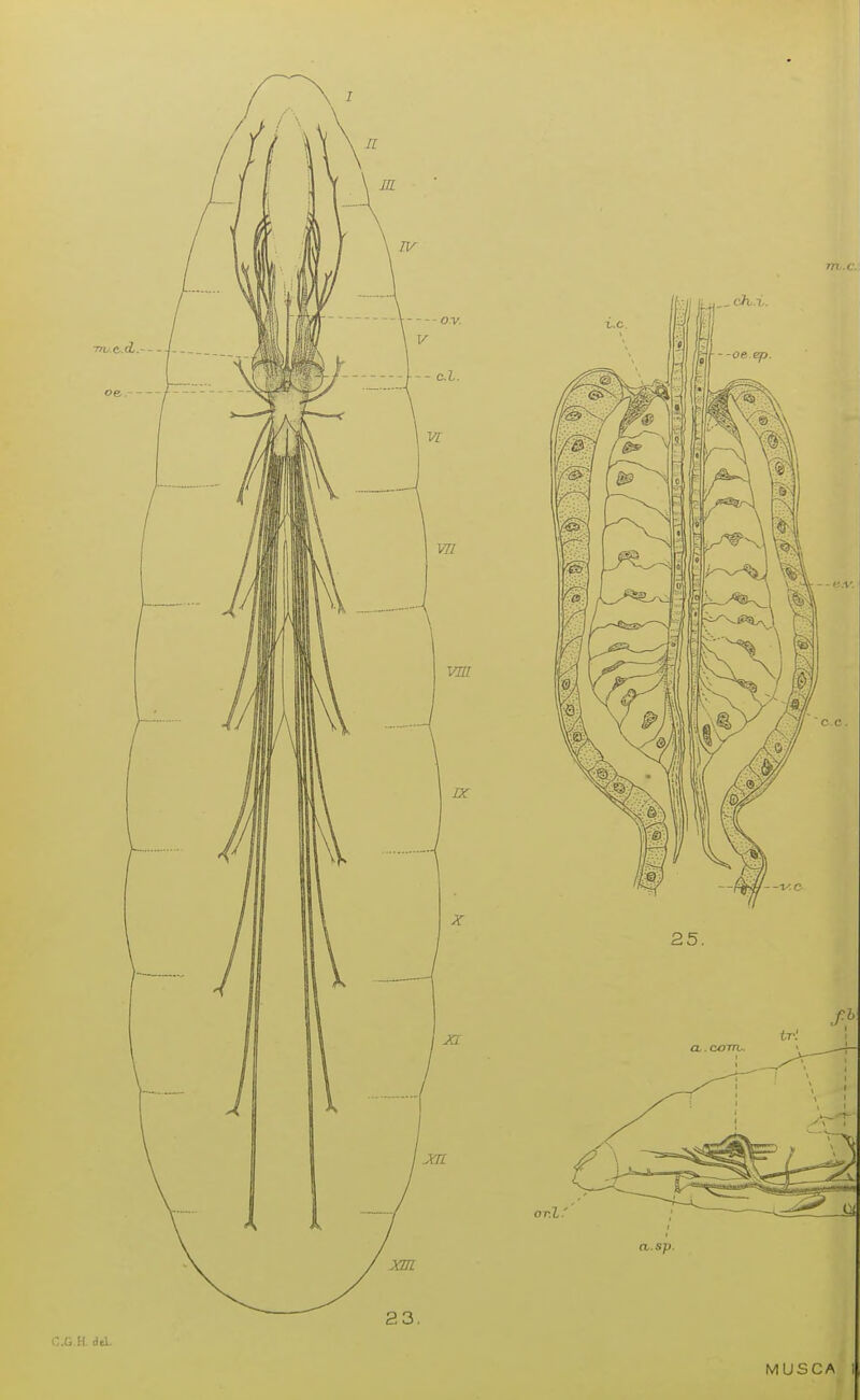 C.G.H del. 771. C. asp MUSCA