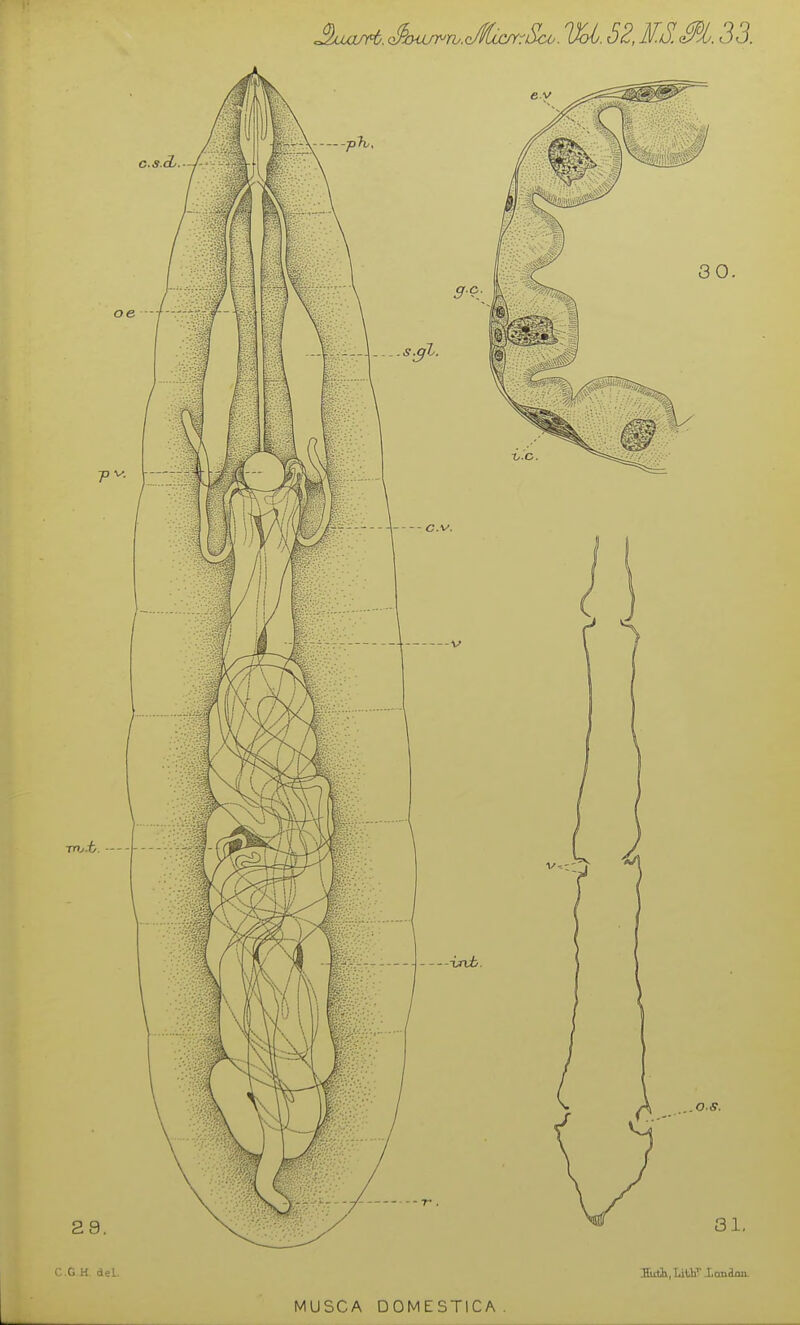 Auurt. Sn^ru.JUrSco. 1U. 52, ES.M. 33.