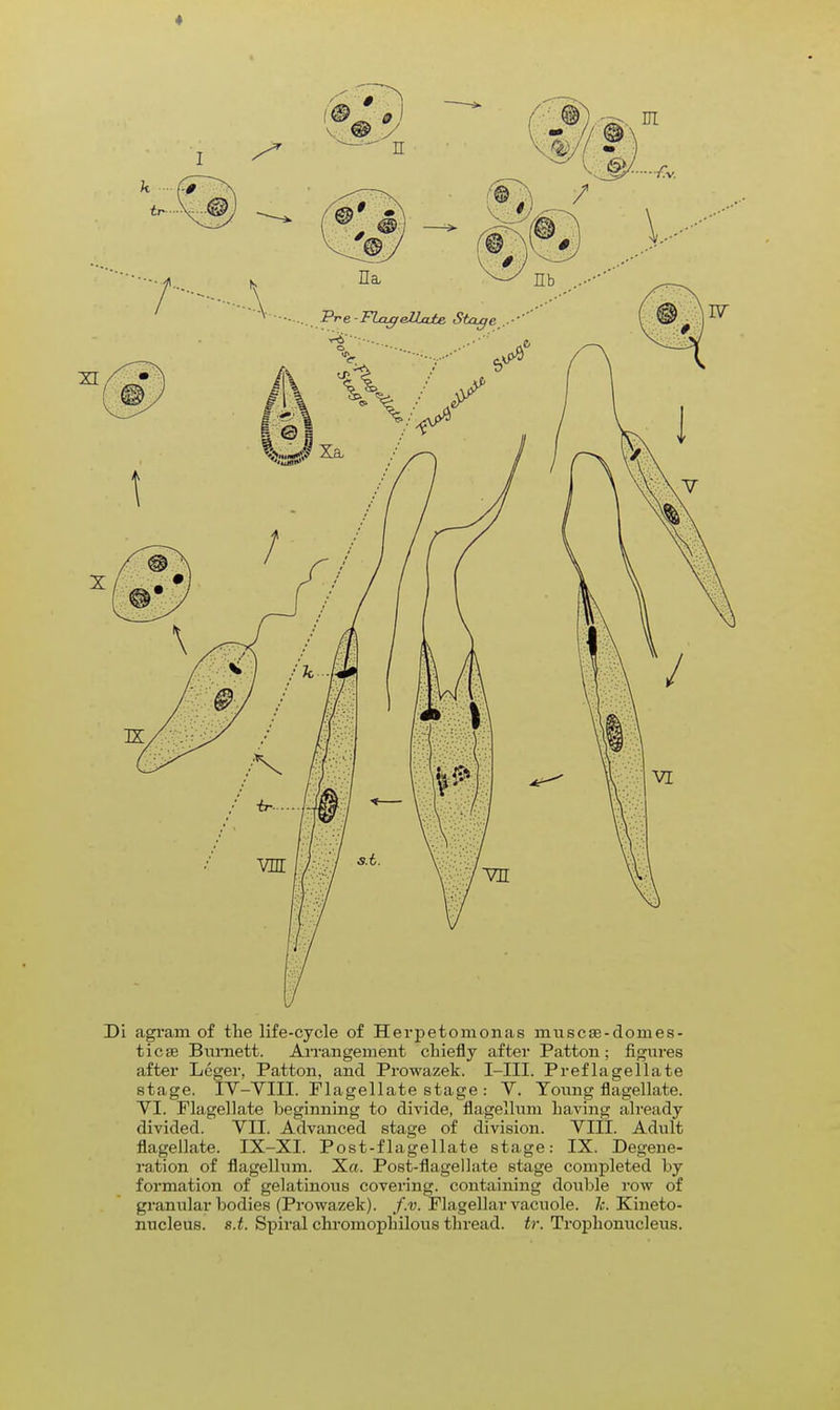 Di agrarn of the life-cycle of Herpetomonas muscse-domes- ticae Burnett. Arrangement chiefly after Patton; figures after Leger, Patton, and Prowazek. I-III. Preflagellate stage. IV-VIII. Flagellate stage : V. Young flagellate. VI. Flagellate beginning to divide, flagellum having already divided. VII. Advanced stage of division. VIII. Adult flagellate. IX-XI. Post-flagellate stage: IX. Degene- ration of flagellum. Xa. Post-flagellate stage completed by formation of gelatinous covering, containing double row of granular bodies (Prowazek). f.v. Flagellar vacuole. 7s. Kineto- nucleus. s.t. Spiral chromophilous thread, tr. Trophonucleus.