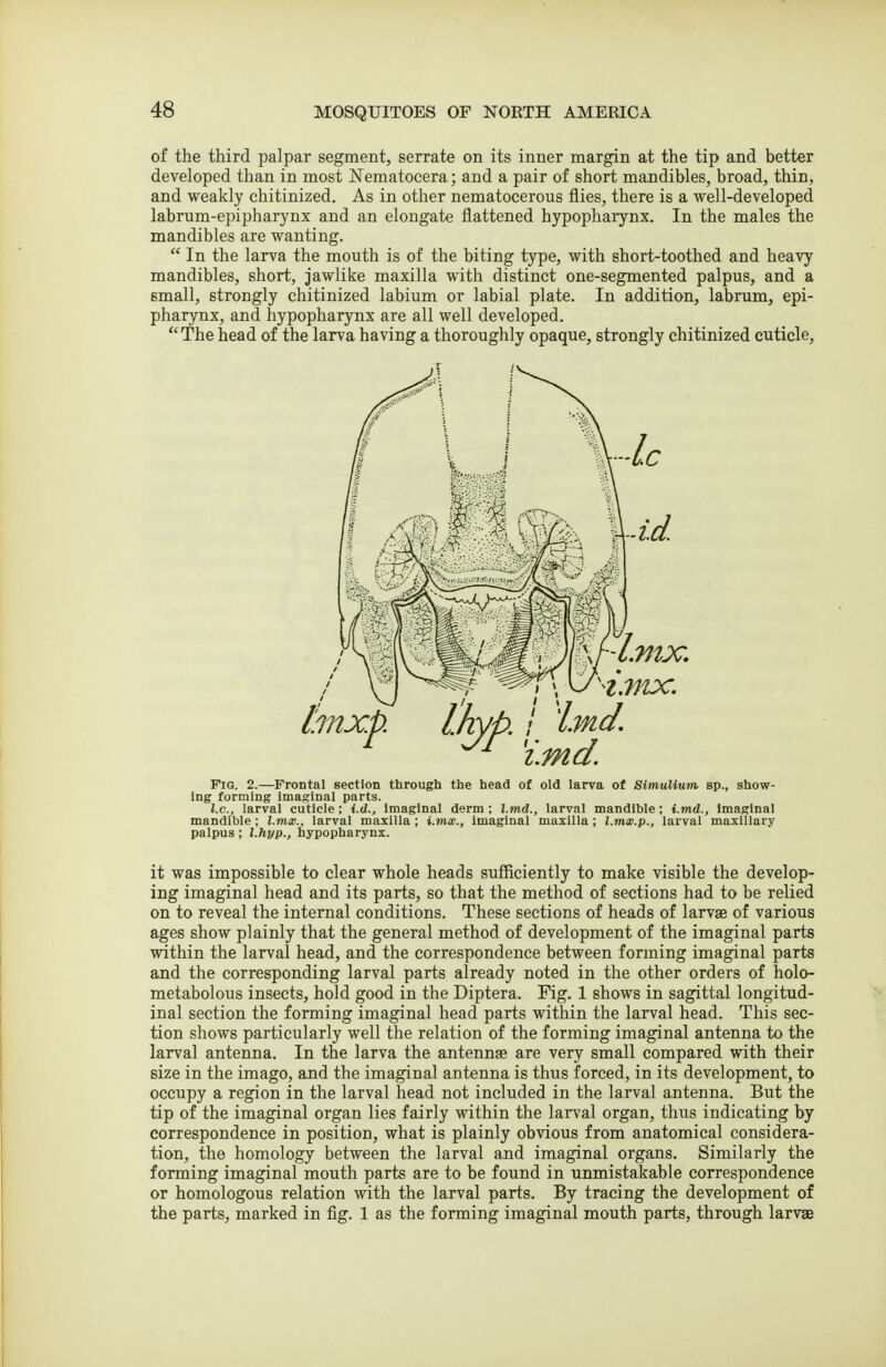 of the third palpar segment, serrate on its inner margin at the tip and better developed than in most JSTematocera; and a pair of short mandibles, broad, thin, and weakly chitinized. As in other nematocerous flies, there is a well-developed labrum-epipharynx and an elongate flattened hypopharynx. In the males the mandibles are wanting.  In the larva the mouth is of the biting type, with short-toothed and heavy mandibles, short, jawlike maxilla with distinct one-segmented palpus, and a small, strongly chitinized labium or labial plate. In addition, labrum, epi- pharynx, and hypopharynx are all well developed. The head of the larva having a thoroughly opaque, strongly chitinized cuticle. mx. Lhyh I imd. i.md. Fio. 2.—Frontal section through the head of old larva of Simulium, sp., show- ing forming imaginal parts. I.e., larval cuticle; i.d., imaginal derm ; I.md., larval mandible; i.md., imaginal mandible; l.mx., larval maxilla ; i.mx., imaginal maxilla; l.mx.p., larval maxillary palpus ; l.hyp., hypopharynx. it was impossible to clear whole heads sufficiently to make visible the develop- ing imaginal head and its parts, so that the method of sections had to be relied on to reveal the internal conditions. These sections of heads of larvae of various ages show plainly that the general method of development of the imaginal parts within the larval head, and the correspondence between forming imaginal parts and the corresponding larval parts already noted in the other orders of holo- metabolous insects, hold good in the Diptera. Fig. 1 shows in sagittal longitud- inal section the forming imaginal head parts within the larval head. This sec- tion shows particularly well the relation of the forming imaginal antenna to the larval antenna. In the larva the antennae are very small compared with their size in the imago, and the imaginal antenna is thus forced, in its development, to occupy a region in the larval head not included in the larval antenna. But the tip of the imaginal organ lies fairly within the larval organ, thus indicating by correspondence in position, what is plainly obvious from anatomical considera- tion, the homology between the larval and imaginal organs. Similarly the forming imaginal mouth parts are to be found in unmistakable correspondence or homologous relation with the larval parts. By tracing the development of the parts, marked in fig. 1 as the forming imaginal mouth parts, through larvae