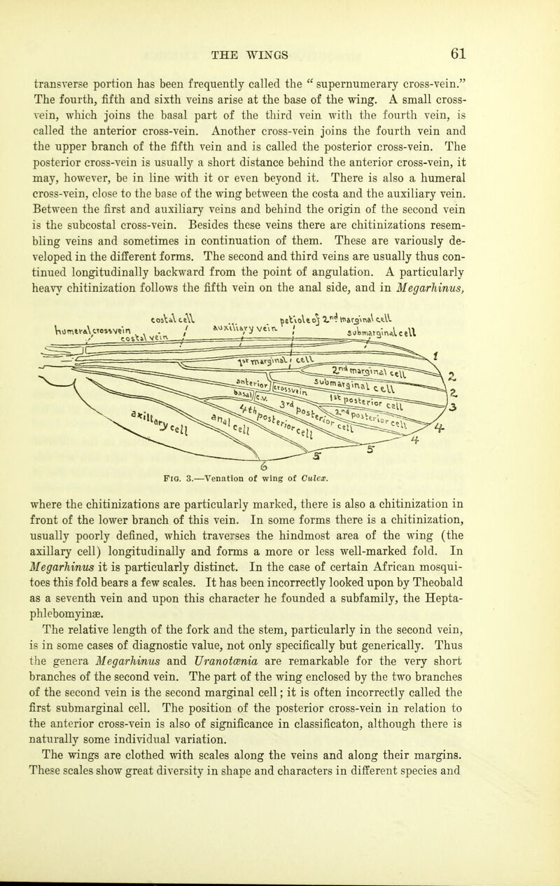 transverse portion has been frequently called the  supernumerary cross-vein. The fourth, fifth and sixth veins arise at the base of the wing. A small cross- vein, which joins the basal part of the third vein with the fourth vein, is called the anterior cross-vein. Another cross-vein joins the fourth vein and the upper branch of the fifth vein and is called the posterior cross-vein. The posterior cross-vein is usually a short distance behind the anterior cross-vein, it may, however, be in line with it or even beyond it. There is also a humeral cross-vein, close to the base of the wing between the costa and the auxiliary vein. Between the first and auxiliary veins and behind the origin of the second vein is the subcostal cross-vein. Besides these veins there are chitinizations resem- bling veins and sometimes in continuation of them. These are variously de- veloped in the different forms. The second and third veins are usually thus con- tinued longitudinally backward from the point of angulation. A particularly heavy chitinization follows the fifth vein on the anal side, and in Megarhinus, Fig. 3.—Venation of wing of Culex. where the chitinizations are particularly marked, there is also a chitinization in front of the lower branch of this vein. In some forms there is a chitinization, usually poorly defined, which traverses the hindmost area of the wing (the axillary cell) longitudinally and forms a more or less well-marked fold. In Megarhinus it is particularly distinct. In the case of certain African mosqui- toes this fold bears a few scales. It has been incorrectly looked upon by Theobald as a seventh vein and upon this character he founded a subfamily, the Hepta- phlebomyinse. The relative length of the fork and the stem, particularly in the second vein, is in some cases of diagnostic value, not only specifically but generically. Thus the genera Megarhinus and Uranotcenia are remarkable for the very short branches of the second vein. The part of the wing enclosed by the two branches of the second vein is the second marginal cell; it is often incorrectly called the first submarginal cell. The position of the posterior cross-vein in relation to the anterior cross-vein is also of significance in classificaton, although there is naturally some individual variation. The wings are clothed with scales along the veins and along their margins. These scales show great diversity in shape and characters in different species and
