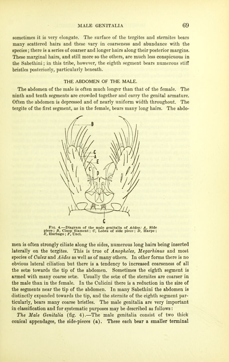 sometimes it is very elongate. The surface of the tergites and sternites bears many scattered hairs and these vary in coarseness and abundance with the species; there is a series of coarser and longer hairs along their posterior margins. These marginal hairs, and still more so the others, are much less conspicuous in the Sabethini; in this tribe, however, the eighth segment bears numerous stiff bristles posteriorly, particularly beneath. THE ABDOMEN OF THE MALE. The abdomen of the male is often much longer than that of the female. The ninth and tenth segments are crowded together and carry the genital armature. Often the abdomen is depressed and of nearly uniform width throughout. The tergite of the first segment, as in the female, bears many long hairs. The abdo- FiG. 4.—Diagram of the male genitalia of Aedea: A, Side piece; B, Clasp filament; C, Lobes of side piece ; D, Harpe; E, Harbago ; F, Unci. men is often strongly ciliate along the sides, numerous long hairs being inserted laterally on the tergites. This is true of Anopheles, Megarhinus and most species of Culex and Aedes as well as of many others. In other forms there is no obvious lateral ciliation but there is a tendency to increased coarseness of all the setae towards the tip of the abdomen. Sometimes the eighth segment is armed with many coarse setae. Usually the sets of the sternites are coarser ia the male than in the female. In the Culicini there is a reduction in the size of the segments near the tip of the abdomen. In many Sabethini the abdomen is distinctly expanded towards the tip, and the sternite of the eighth segment par- ticidarly, bears many coarse bristles. The male genitalia are very important in classification and for systematic purposes may be described as follows: The Male Genitalia (fig. 4).—The male genitalia consist of two thick conical appendages, the side-pieces (a). These each bear a smaller terminal
