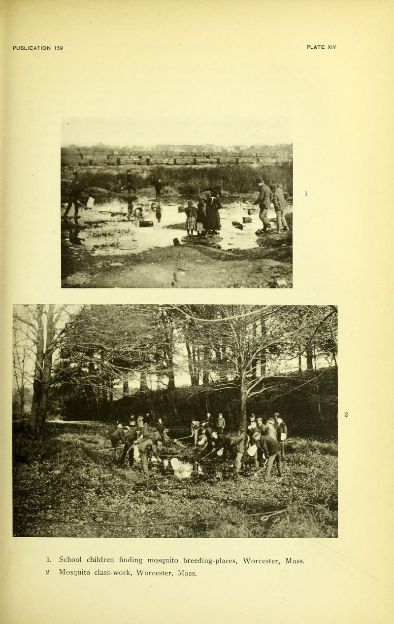PUBLICATION 159 PLATE XIV 1. School children finding mosquito breeding-places, Worcester, Mass. 2. Mosquito class-work, Worcester, Mass.