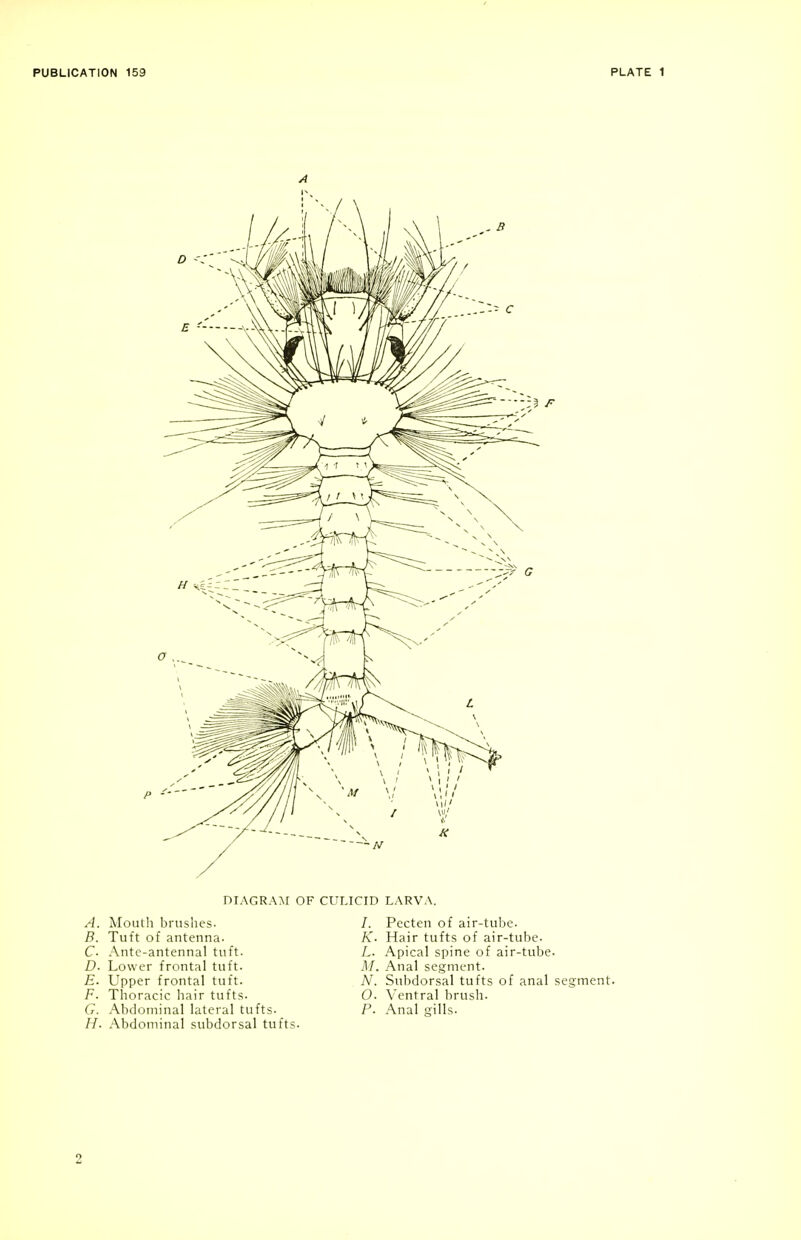 DIAGRAM OF CULICID LARVA. A. Mouth brushes- B. Tuft of antenna. C- Antc-antennal tuft. D- Lower frontal tuft. E. Upper frontal tuft. F. Thoracic liair tufts. G. Abdominal lateral tufts. H. Abdominal subdorsal tufts. /. Pecten of air-tube. K. Hair tufts of air-tube. L. Apical spine of air-tube. M. Anal segment. A^. Subdorsal tufts of anal segment. O. Ventral brush. P. Anal gills. 2