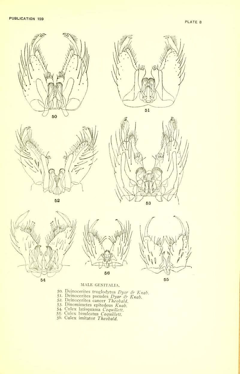 PLATE 8 MALE GENITy\LIA. 50. Deinocerites troglodytus Dyar & Knab 51. Deinocerites pseiides Dyar & Knob 52. Deinocerites cancer Theobald. 53. Dinomimetes epitedeus Knab. 54- Culex latisquama Coquillctt. 55- Culex bisulcatus Coquillett. S6. Culex imitator Theobald.