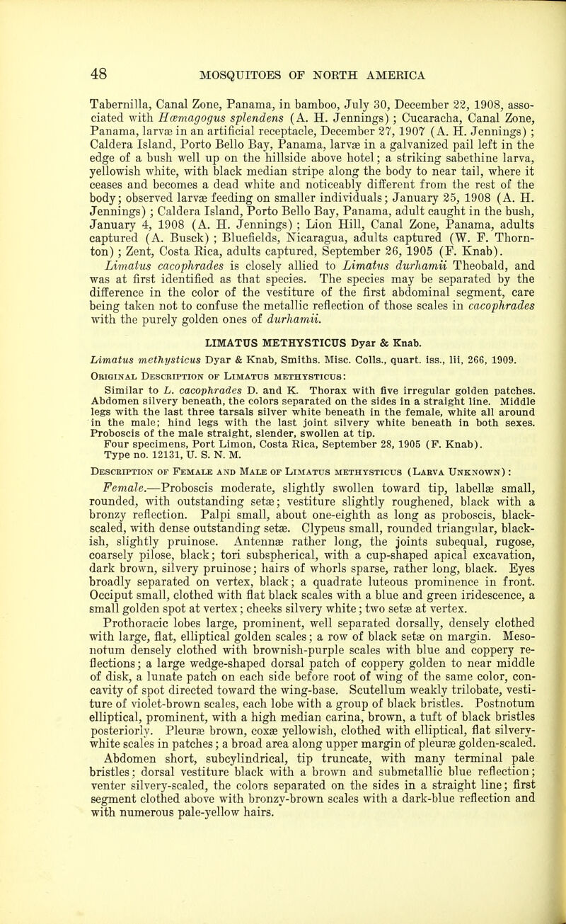 Tabernilla, Canal Zone, Panama, in bamboo, July 30, December 22, 1908, asso- ciated with Hcemagogus splendens (A. H. Jennings) ; Cucaracha, Canal Zone, Panama, larvae in an artificial receptacle, December 27, 1907 (A. H. Jennings) ; Caldera Island, Porto Bello Bay, Panama, larvae in a galvanized pail left in the edge of a bush well up on the hillside above hotel; a striking sabethine larva, yellowish white, with black median stripe along the body to near tail, where it ceases and becomes a dead white and noticeably different from the rest of the body; observed larvas feeding on smaller individuals; January 25, 1908 (A. H. Jennings); Caldera Island, Porto Bello Bay, Panama, adult caught in the bush, January 4, 1908 (A. H. Jennings) ; Lion Hill, Canal Zone, Panama, adults captured (A. Busck) ; Bluefields, Nicaragua, adults captured (W. P. Thorn- ton) ; Zent, Costa Pica, adults captured, September 26, 1905 (F. Knab). Limatus cacophrades is closely allied to Limahis durJiamii Theobald, and was at first identified as that species. The species may be separated by the difference in the color of the vestiture of the first abdominal segment, care being taken not to confuse the metallic reflection of those scales in cacophrades with the purely golden ones of durhamii. LIMATUS METHYSTICUS Dyar & Knab. Limatus methysticus Dyar & Knab, Smiths. Misc. Colls., quart, iss., lii, 266, 1909. Original Description of Limatus methtsticus : Similar to L. cacophrades D. and K. Thorax with five irregular golden patches. Abdomen silvery beneath, the colors separated on the sides in a straight line. Middle legs with the last three tarsals silver white beneath in the female, white all around in the male; hind legs with the last joint silvery white beneath in both sexes. Proboscis of the male straight, slender, swollen at tip. Four specimens. Port Limon, Costa Rica, September 28, 1905 (F. Knab). Type no. 12131, U. S. N. M. Description of Female and Male of Limatus methysticus (Larva Unknown) : Female.—Proboscis moderate, slightly swollen toward tip, labellse small, rounded, with outstanding setse; vestiture slightly roughened, black with a bronzy reflection. Palpi small, about one-eighth as long as proboscis, black- scaled, with dense outstanding setae. Clypeus small, rounded triangular, black- ish, slightly pruinose. Antennge rather long, the joints subequal, rugose, coarsely pilose, black; tori subspherical, with a cup-shaped apical excavation, dark brown, silvery pruinose; hairs of whorls sparse, rather long, black. Eyes broadly separated on vertex, black; a quadrate luteous prominence in front. Occiput small, clothed with flat black scales with a blue and green iridescence, a small golden spot at vertex; cheeks silvery white; two setae at vertex. Prothoracic lobes large, prominent, well separated dorsally, densely clothed with large, flat, elliptical golden scales; a row of black setae on margin. Meso- notum densely clothed with brownish-purple scales with blue and coppery re- flections; a large wedge-shaped dorsal patch of coppery golden to near middle of disk, a lunate patch on each side before root of wing of the same color, con- cavity of spot directed toward the wing-base. Scutellum weakly trilobate, vesti- ture of violet-brown scales, each lobe with a group of black bristles. Postnotum elliptical, prominent, with a high median carina, brown, a tuft of black bristles posteriorly. Pleurte brown, coxae yellowish, clothed with elliptical, flat silvery- white scales in patches; a broad area along upper margin of pleurae golden-scaled. Abdomen short, subcylindrical, tip truncate, with many terminal pale bristles; dorsal vestiture black with a brown and submetallic blue reflection; venter silvery-scaled, the colors separated on the sides in a straight line; first segment clothed above with bronzy-brown scales with a dark-blue reflection and with numerous pale-yellow hairs.