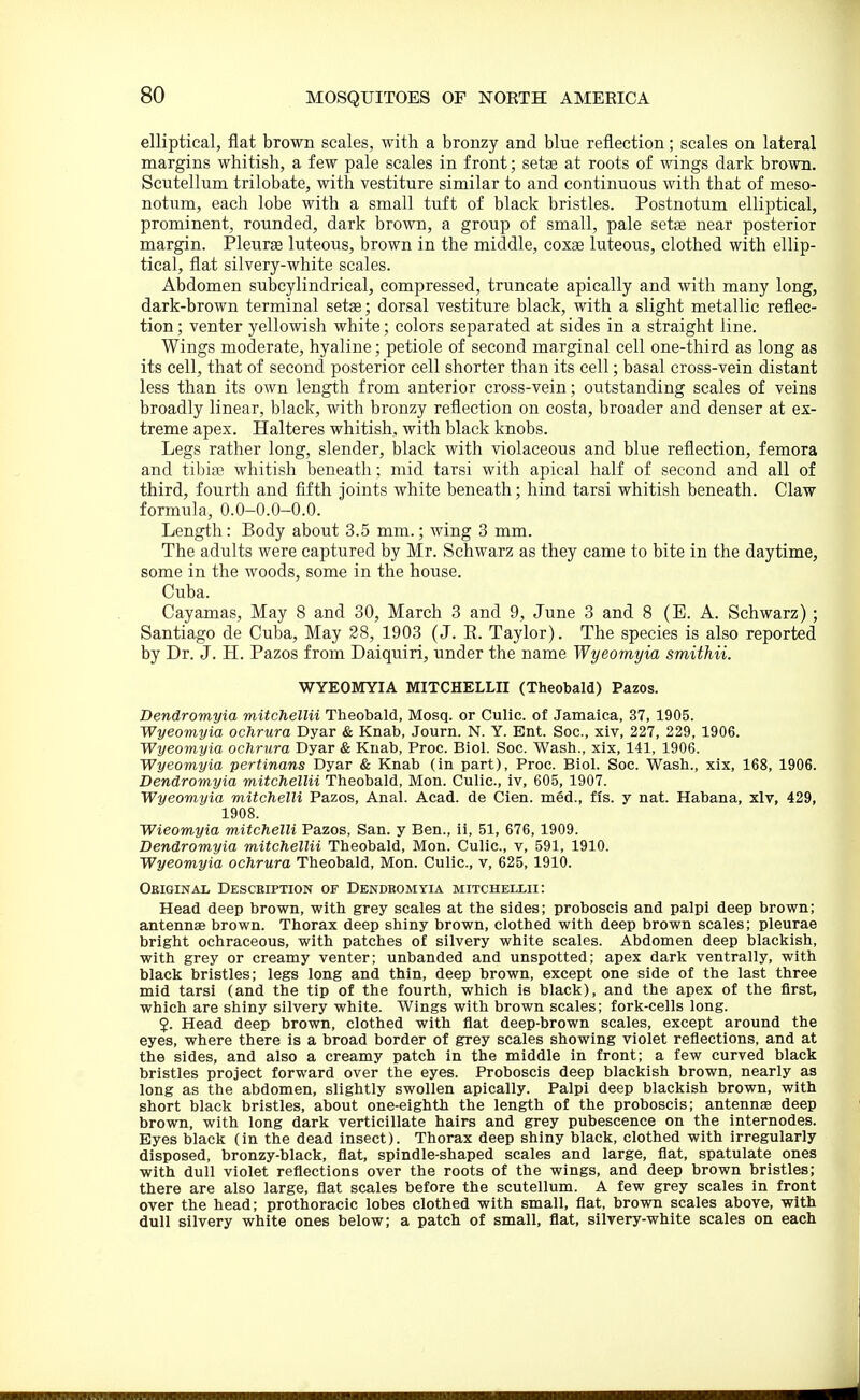elliptical, flat brown scales, with a bronzy and blue reflection; scales on lateral margins whitish, a few pale scales in front; setge at roots of wings dark brown. Scutellum trilobate, with vestiture similar to and continuous with that of meso- notum, each lobe with a small tuft of black bristles. Postnotum elliptical, prominent, rounded, dark brown, a group of small, pale setse near posterior margin. Pleurae luteous, brown in the middle, coxge luteous, clothed with ellip- tical, flat silvery-white scales. Abdomen subcylindrical, compressed, truncate apically and with many long, dark-brown terminal setae; dorsal vestiture black, with a slight metallic reflec- tion ; venter yellowish white; colors separated at sides in a straight line. Wings moderate, hyaline; petiole of second marginal cell one-third as long as its cell, that of second posterior cell shorter than its cell; basal cross-vein distant less than its own length from anterior cross-vein; outstanding scales of veins broadly linear, black, with bronzy reflection on costa, broader and denser at ex- treme apex. Halteres whitish, with black knobs. Legs rather long, slender, black with violaceous and blue reflection, femora and tibias whitish beneath; mid tarsi with apical half of second and all of third, fourth and fifth joints white beneath; hind tarsi whitish beneath. Claw formula, 0.0-0.0-0.0. Length: Body about 3.5 mm.; Aving 3 mm. The adults were captured by Mr. Schwarz as they came to bite in the daytime, some in the woods, some in the house. Cuba. Cayamas, May 8 and 30, March 3 and 9, June 3 and 8 (E. A. Schwarz) ; Santiago de Cuba, May 28, 1903 (J. E. Taylor). The species is also reported by Dr. J. H. Pazos from Daiquiri, under the name Wyeomyia smithii. WYEOMYIA MITCHELLII (Theobald) Pazos. Dendromyia mitchellii Theobald, Mosq. or Culic. of Jamaica, 37, 1905. Wyeomyia ochrura Dyar & Knab, Journ. N. Y. Ent. Soc, xiv, 227, 229, 1906. Wyeomyia ochrura Dyar & Kuab, Proc. Biol. Soc. Wash., xix, 141, 1906. Wyeomyia pertinans Dyar & Knab (in part), Proc. Biol. Soc. Wash., xix, 168, 1906. Dendromyia mitchellii Theobald, Mon. Culic, iv, 605, 1907. Wyeomyia mitchelU Pazos, Anal. Acad, de Cien. med., ffs. y nat. Habana, xlv, 429, 1908. Wieomyia mitchelli Pazos, San. y Ben., ii, 51, 676, 1909. Dendromyia mitchellii Theobald, Mon. Culic, v, 591, 1910. Wyeomyia ochrura Theobald, Mon. Culic, v, 625, 1910. Geiginal Desceiption of Dendeomyia mitchellii: Head deep brown, with grey scales at the sides; proboscis and palpi deep brown; antennae brown. Thorax deep shiny brown, clothed with deep brown scales; pleurae bright ochraceous, with patches of silvery white scales. Abdomen deep blackish, with grey or creamy venter; unhanded and unspotted; apex dark ventrally, with black bristles; legs long and thin, deep brown, except one side of the last three mid tarsi (and the tip of the fourth, which is black), and the apex of the first, which are shiny silvery white. Wings with brown scales; fork-cells long. J. Head deep brown, clothed with flat deep-brown scales, except around the eyes, where there is a broad border of grey scales showing violet reflections, and at the sides, and also a creamy patch in the middle in front; a few curved black bristles project forward over the eyes. Proboscis deep blackish brown, nearly as long as the abdomen, slightly swollen apically. Palpi deep blackish brown, with short black bristles, about one-eighth the length of the proboscis; antennae deep brown, with long dark verticillate hairs and grey pubescence on the internodes. Byes black (in the dead insect). Thorax deep shiny black, clothed with irregularly disposed, bronzy-black, flat, spindle-shaped scales and large, flat, spatulate ones with dull violet reflections over the roots of the wings, and deep brown bristles; there are also large, flat scales before the scutellum. A few grey scales in front over the head; prothoracic lobes clothed with small, flat, brown scales above, with dull silvery white ones below; a patch of small, flat, silvery-white scales on each