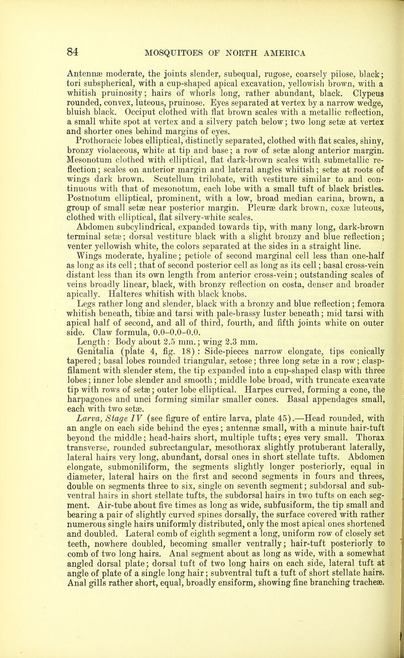 Antennae moderate, the joints slender, subequal, rugose, coarsely pilose, black; tori subsplierical, with a cup-shaped apical excavation, yellowish brown, with a whitish pruinosity; hairs of whorls long, rather abundant, black. Clypeus rounded, convex, luteous, pruinose. Eyes separated at vertex by a narrow wedge, bluish black. Occiput clothed with flat brown scales with a metallic reflection, a small white spot at vertex and a silvery patch below; two long setse at vertex and shorter ones behind margins of eyes. Prothoracic lobes elliptical, distinctly separated, clothed with flat scales, shiny, bronzy violaceous, white at tip and base; a row of setae along anterior margin. Mesonotum clothed with elliptical, flat dark-brown scales with submetallic re- flection ; scales on anterior margin and lateral angles whitish; setae at roots of wings dark brown. Scutellum trilobate, with vestiture similar to and con- tinuous with that of mesonotum, each lobe with a small tuft of black bristles. Postnotum elliptical, prominent, with a low, broad median carina, brown, a group of small setae near posterior margin. Pleurae dark brown, coxte luteous, clothed with elliptical, flat silvery-white scales. Abdomen subeylindrical, expanded towards tip, with many long, dark-brown terminal setae; dorsal vestiture black with a slight bronzy and blue reflection; venter yellowish white, the colors separated at the sides in a straight line. Wings moderate, hyaline; petiole of second marginal cell less than one-half as long as its cell; that of second posterior cell as long as its cell; basal cross-vein distant less than its own length from anterior cross-vein; outstanding scales of veins broadly linear, black, with bronzy reflection on costa, denser and broader apically. Halteres whitish with black knobs. Legs rather long and slender, black with a bronzy and blue reflection; femora whitish beneath, tibiae and tarsi with pale-brassy luster beneath; mid tarsi with apical half of second, and all of third, fourth, and flfth joints white on outer side. Claw formula, 0.0-0.0-0.0. Length: Body about 2.5 mm.; wing 2.3 mm. Genitalia (plate 4, fig. 18) : Side-pieces narrow elongate, tips conically tapered; basal lobes rounded triangular, setose; three long setae in a row; clasp- filament with slender stem, the tip expanded into a cup-shaped clasp with three lobes; inner lobe slender and smooth; middle lobe broad, with truncate excavate tip with rows of setae; outer lobe elliptical. Harpes curved, forming a cone, the harpagones and unci forming similar smaller cones. Basal appendages small, each with two setae. Larva, Stage IV (see figure of entire larva, plate 45).—Head rounded, with an angle on each side behind the eyes; antennte small, with a minute hair-tuit beyond the middle; head-hairs short, multiple tufts; eyes very small. Thorax transverse, rounded subrectangular, mesothorax slightly protuberant laterally, lateral hairs very long, abundant, dorsal ones in short stellate tufts. Abdomen elongate, submoniliform, the segments slightly longer posteriorly, equal in diameter, lateral hairs on the first and second segments in foiirs and threes, double on segments three to six, single on seventh segment; subdorsal and sub- ventral hairs in short stellate tufts, the subdorsal hairs in two tufts on each seg- ment. Air-tube about five times as long as wide, subfusiform, the tip small and bearing a pair of slightly curved spines dorsally, the surface covered with rather numerous single hairs uniformly distributed, only the most apical ones shortened and doubled. Lateral comb of eighth segment a long, uniform row of closely set teeth, nowhere doubled, becoming smaller ventrally; hair-tuft posteriorly to comb of two long hairs. Anal segment about as long as wide, with a somewhat angled dorsal plate; dorsal tuft of two long hairs on each side, lateral tuft at angle of plate of a single long hair; subventral tuft a tuft of short stellate hairs. Anal gills rather short, equal, broadly ensif orm, showing fine branching tracheae.