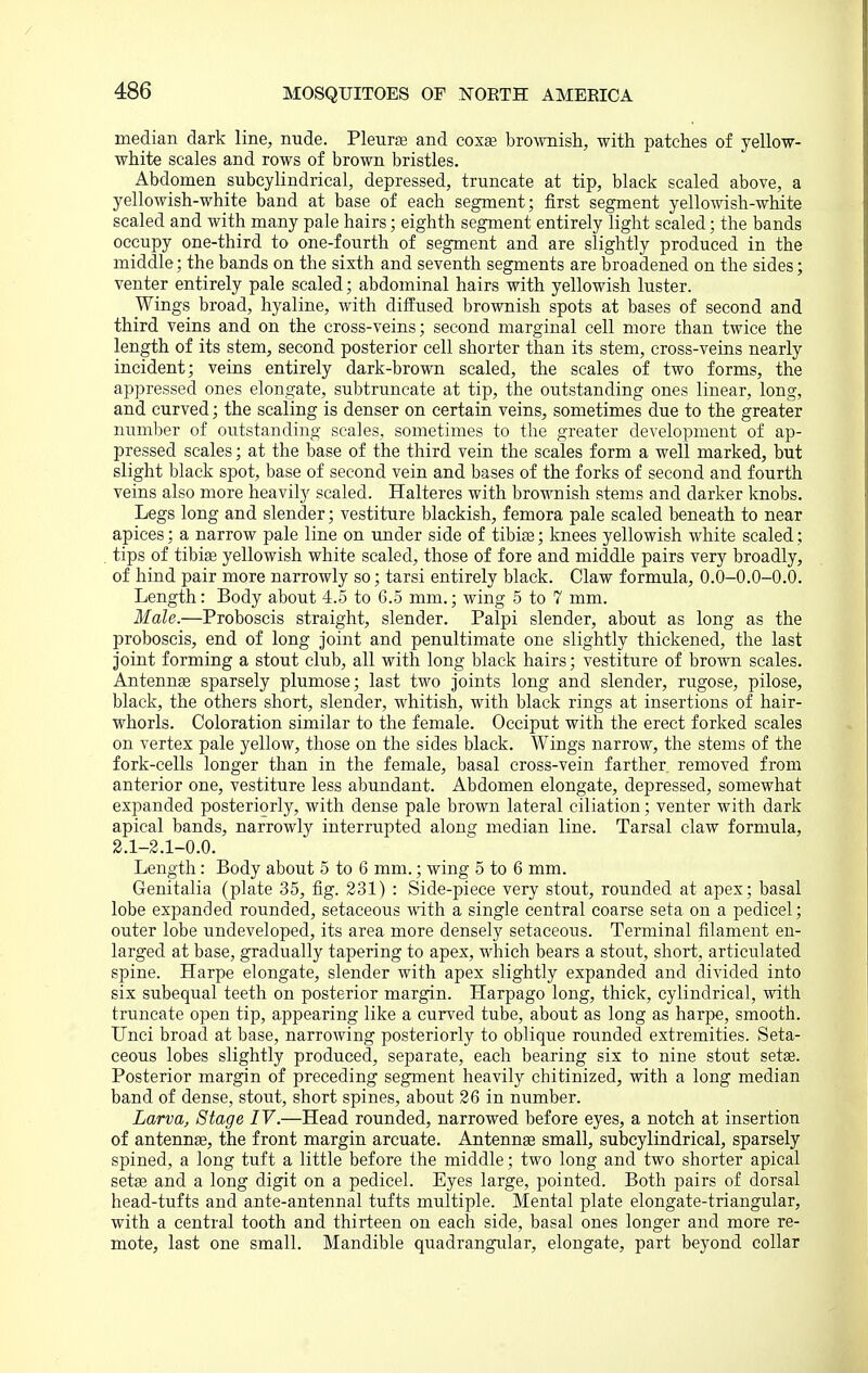 median dark line, nude. PleursB and coxae brownish, with patches of yellow- white scales and rows of brown bristles. Abdomen subcylindrical, depressed, truncate at tip, black scaled above, a yellowish-white band at base of each segment; first segment yellowish-white scaled and with many pale hairs; eighth segment entirely light scaled; the bands occupy one-third to one-fourth of segment and are slightly produced in the middle; the bands on the sixth and seventh segments are broadened on the sides; venter entirely pale scaled; abdominal hairs with yellowish luster. Wings broad, hyaline, with diffused brownish spots at bases of second and third veins and on the cross-veins; second marginal cell more than twice the length of its stem, second posterior cell shorter than its stem, cross-veins nearly incident; veins entirely dark-brown scaled, the scales of two forms, the appressed ones elongate, subtruncate at tip, the outstanding ones linear, long, and curved; the scaling is denser on certain veins, sometimes due to the greater number of outstanding scales, sometimes to the greater development of ap- pressed scales; at the base of the third vein the scales form a well marked, but slight black spot, base of second vein and bases of the forks of second and fourth veins also more heavily scaled. Halteres with brownish stems and darker knobs. Legs long and slender; vestiture blackish, femora pale scaled beneath to near apices; a narrow pale line on under side of tibiae; knees yellowish white scaled; tips of tibiae yellowish white scaled, those of fore and middle pairs very broadly, of hind pair more narrowly so; tarsi entirely black. Claw formula, 0.0-0.0-0.0. Length: Body about 4.5 to 6.5 mm.; wing 5 to 7 mm. Male.—Proboscis straight, slender. Palpi slender, about as long as the proboscis, end of long joint and penultimate one slightly thickened, the last joint forming a stout club, all with long black hairs; vestiture of brown scales. Antennae sparsely plumose; last two joints long and slender, rugose, pilose, black, the others short, slender, whitish, with black rings at insertions of hair- whorls. Coloration similar to the female. Occiput with the erect forked scales on vertex pale yellow, those on the sides black. Wings narrow, the stems of the fork-cells longer than in the female, basal cross-vein farther removed from anterior one, vestiture less abundant. Abdomen elongate, depressed, somewhat expanded posteriorly, with dense pale brown lateral ciliation; venter with dark apical bands, narrowly interrupted along median line. Tarsal claw formula, 2.1-2.1-0.0. Length: Body about 5 to 6 mm.; wing 5 to 6 mm. Genitalia (plate 35, fig. 231) : Side-piece very stout, rounded at apex; basal lobe expanded rounded, setaceous vdih. a single central coarse seta on a pedicel; outer lobe undeveloped, its area more densely setaceous. Terminal filament en- larged at base, gradually tapering to apex, which bears a stout, short, articulated spine. Harpe elongate, slender with apex slightly expanded and divided into six subequal teeth on posterior margin. Harpago long, thick, cylindrical, with truncate open tip, appearing like a curved tube, about as long as harpe, smooth. Unci broad at base, narrowing posteriorly to oblique rounded extremities. Seta- ceous lobes slightly produced, separate, each bearing six to nine stout setae. Posterior margin of preceding segment heavily chitinized, with a long median band of dense, stout, short spines, about 26 in number. Larva, Stage IV.—Head rounded, narrowed before eyes, a notch at insertion of antennae, the front margin arcuate. Antennae small, subcylindrical, sparsely spined, a long tuft a little before the middle; two long and two shorter apical setae and a long digit on a pedicel. Eyes large, pointed. Both pairs of dorsal head-tufts and ante-antennal tufts multiple. Mental plate elongate-triangular, with a central tooth and thirteen on each side, basal ones longer and more re- mote, last one small. Mandible quadrangular, elongate, part beyond collar