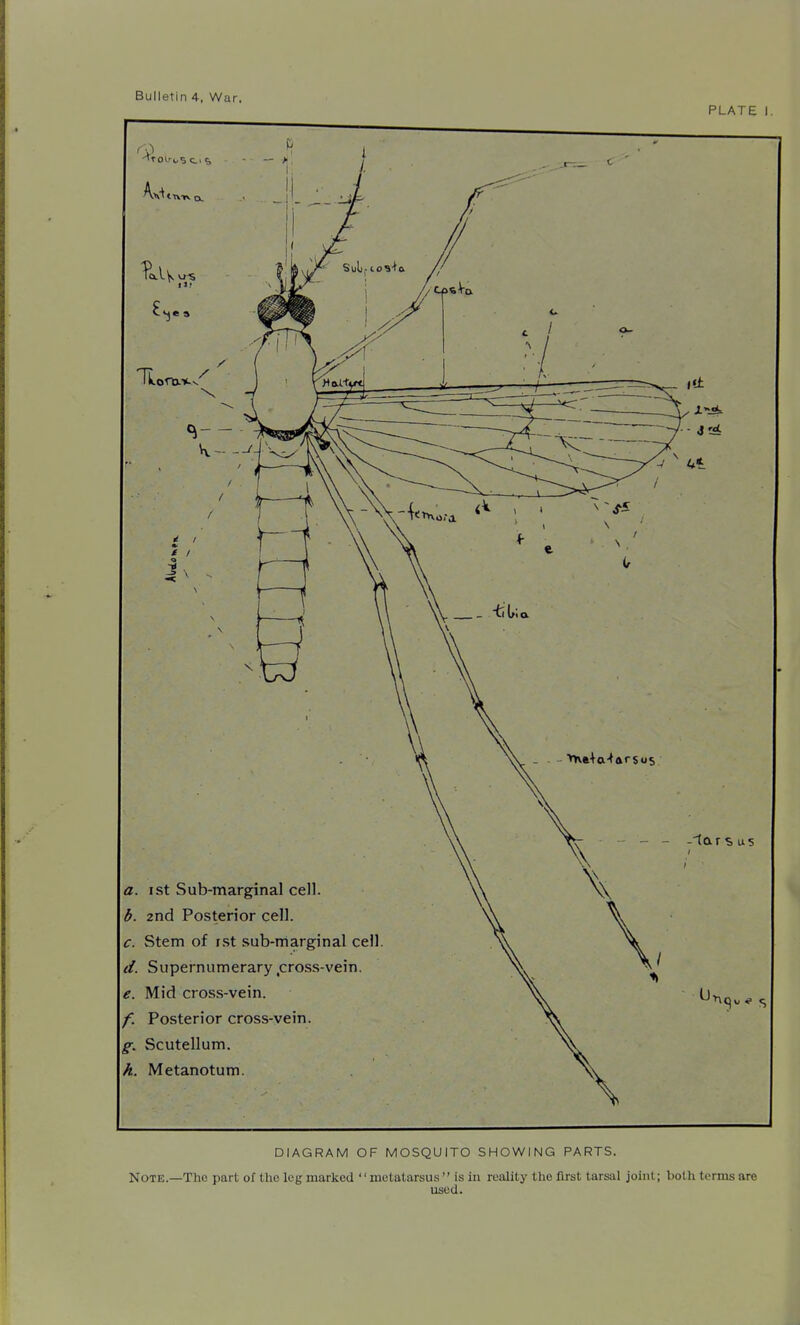 PLATE 1 a. I St Sub-marginal cell. b. 2nd Posterior cell. c. Stem of i.st sub-marginal cell. d. Supernumerary,cross-vein. e. Mid cross-vein. f. Posterior cross-vein. Scutellum. h. Metanotum. DIAGRAM OF MOSQUITO SHOWING PARTS. Note.—The part of the log marked metatarsus  is in reality the first tarsal joint; both terms are used.