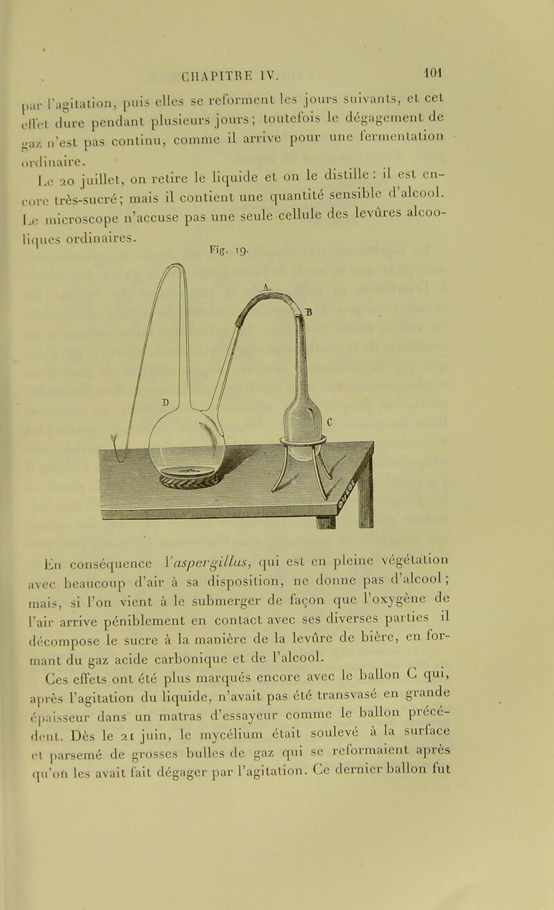 |,ai- l'agitation, puis elles se reforment les jours suivants, et cet t-llrl dure pendant plusieurs jours ; toutefois le dégagement de -a/, n'est pas continu, comme 11 arrive pour une fermentation ordinaire. Le 20 juillet, on retire le liquide et on le distille: il est cn- r„n< très-sucré; mais il contient une quantité sensible d'alcool. L,- microscope n'accuse pas une seule cellule des levûres alcoo- liques ordinaires. En conséquence YaspergUlus, qui est en pleine végétation avec beaucoup d'air à sa disposition, ne donne pas d'alcool; mais, si l'on vient à le submerger de façon que l'oxygène de l'air arrive péniblement en contact avec ses diverses parties il décompose le sucre à la manière de la levure de bière, en for- mant du gaz acide carbonique et de l'alcool. Ces effets ont été plus marqués encore avec le ballon G qui, après l'agitation du liquide, n'avait pas été transvasé en grande épai.sseur dans un matras d'essayeur comme le ballon précé- dent. Dès le 21 juin, le mycélium était soulevé à la surface <•! parsemé de grosses bulles de gaz qui se reformaient après qu'on les avait fait dégager par l'agitation. Ce dernier ballon fut