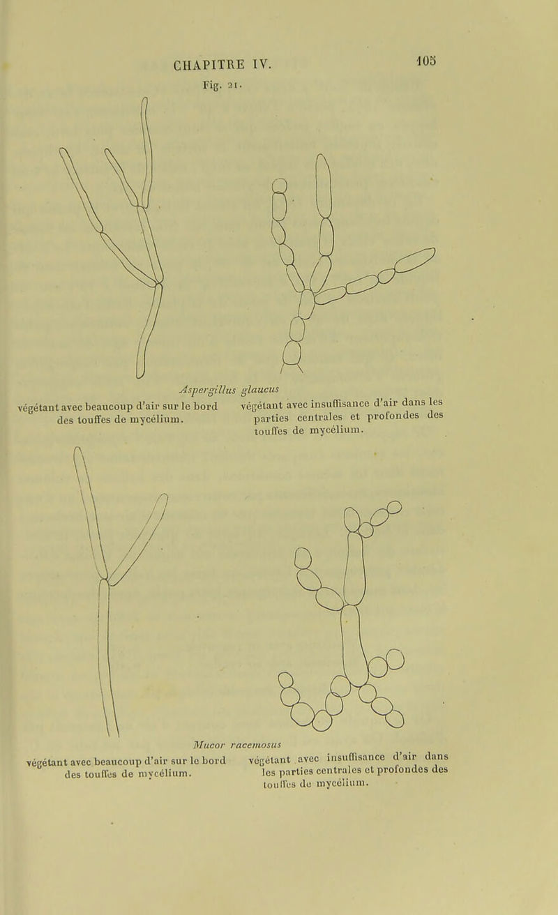 Fig. il. Aspe/gillus glaucus végétant avec beaucoup d'air sur le bord végétant avec insufTisaucc d'air dans les des touffes de mycélium. parties centrales et profondes des touffes de mycélium. Mucor racemosus véfétant avec beaucoup d'air sur le bord vécclant avec insuffisance d'air dans  - - •■- les parties centrales et profondes des loullés de mycélium. des touffes de mycélium.