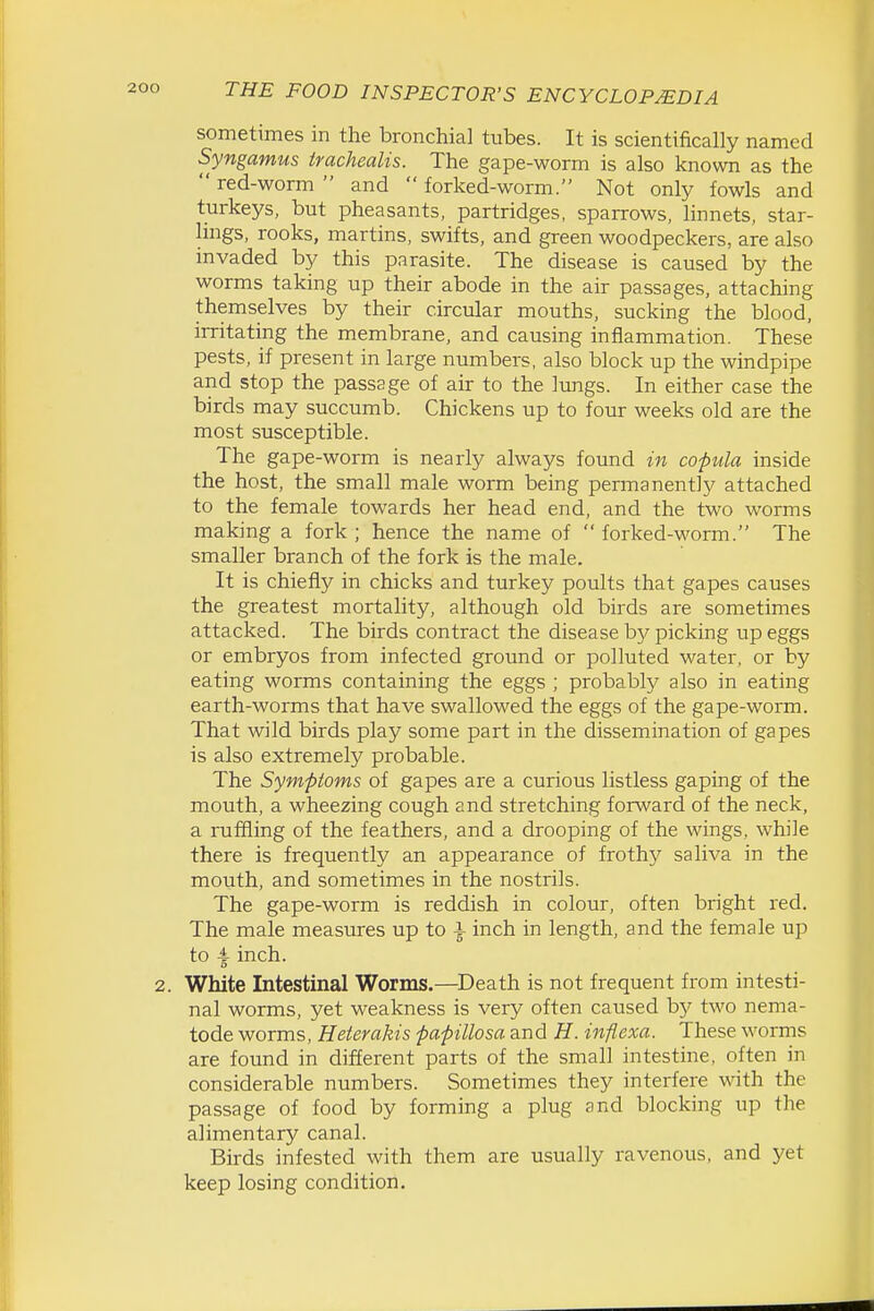 sometimes in the bronchia] tubes. It is scientifically named Syngamus trachealis. The gape-worm is also known as the  red-worm  and  forked-worm. Not only fowls and turkeys, but pheasants, partridges, sparrows, linnets, star- lings, rooks, martins, swifts, and green woodpeckers, are also invaded by this parasite. The disease is caused by the worms taking up their abode in the air passages, attaching themselves by their circular mouths, sucking the blood, irritating the membrane, and causing inflammation. These pests, if present in large numbers, also block up the windpipe and stop the passage of air to the lungs. In either case the birds may succumb. Chickens up to four weeks old are the most susceptible. The gape-worm is nearly always found in copula inside the host, the small male worm being permanently attached to the female towards her head end, and the two worms making a fork ; hence the name of  forked-worm. The smaller branch of the fork is the male. It is chiefly in chicks and turkey poults that gapes causes the greatest mortality, although old birds are sometimes attacked. The birds contract the disease by picking up eggs or embryos from infected ground or polluted water, or by eating worms containing the eggs ; probably also in eating earth-worms that have swallowed the eggs of the gape-worm. That wild birds play some part in the dissemination of gapes is also extremely probable. The Symptoms of gapes are a curious listless gaping of the mouth, a wheezing cough and stretching forward of the neck, a ruffling of the feathers, and a drooping of the wings, while there is frequently an appearance of frothy saliva in the mouth, and sometimes in the nostrils. The gape-worm is reddish in colour, often bright red. The male measures up to \ inch in length, and the female up to A inch. 2. White Intestinal Worms.—^Death is not frequent from intesti- nal worms, yet weakness is very often caused hy two nema- tode worms, Heterakis papulosa and H. inflexa. These worms are found in different parts of the small intestine, often in considerable numbers. Sometimes they interfere with the passage of food by forming a plug and blocking up the alimentary canal. Birds infested with them are usually ravenous, and yet keep losing condition.