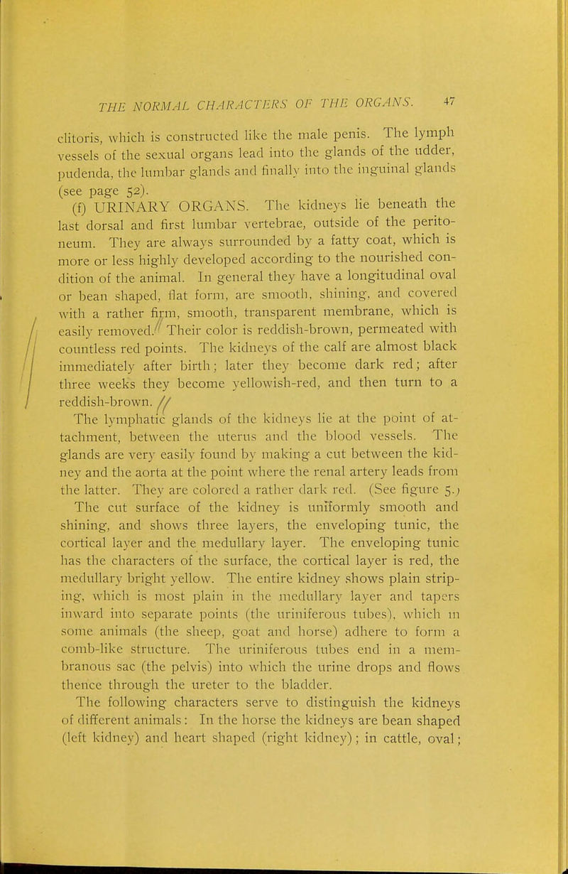 clitoris, which is constructed Uke the male penis. The lymph vessels of the sexual organs lead into the glands of the udder, pudenda, the lumbar glands and finally into the inguinal glands (see page 52). (f) URINARY ORGANS. The kidneys lie beneath the last dorsal and first lumbar vertebrae, outside of the perito- neum. They are always surrounded by a fatty coat, which is more or less highly developed according to the nourished con- dition of the animal. In general they have a longitudinal oval or bean shaped, fiat form, are smooth, shining, and covered with a rather firm, smooth, transparent membrane, which is easily removed.'^'' Their color is reddish-brown, permeated with countless red points. The kidneys of the calf are almost black immediately after birth; later they become dark red; after three weeks they become yellowish-red, and then turn to a reddish-brown. ^ The lymphatic glands of the kidneys lie at the point of at- tachment, between the uterus and the blood vessels. The glands are very easily found by making a cut between the kid- ney and the aorta at the point where the renal artery leads from the latter. They are colored a rather dark red. (See figure 5.; The cut surface of the kidney is uniformly smooth and shining, and shows three layers, the enveloping tunic, the cortical layer and the medullary layer. The enveloping tunic has the characters of the surface, the cortical layer is red, the medullary bright yellow. The entire kidney shows plain strip- ing, which is most plain in the medullary layer and tapers inward into separate points (the uriniferous tubes), which m some animals (the sheep, goat and horse) adhere to form a comb-like structure. The uriniferous tubes end in a mem- branous sac (the pelvis) into which the urine drops and flows thence through the ureter to the bladder. The following characters serve to distinguish the kidneys of dififcrent animals : In the horse the kidneys are bean shaped (left kidney) and heart .shaped (right kidney); in cattle, oval;