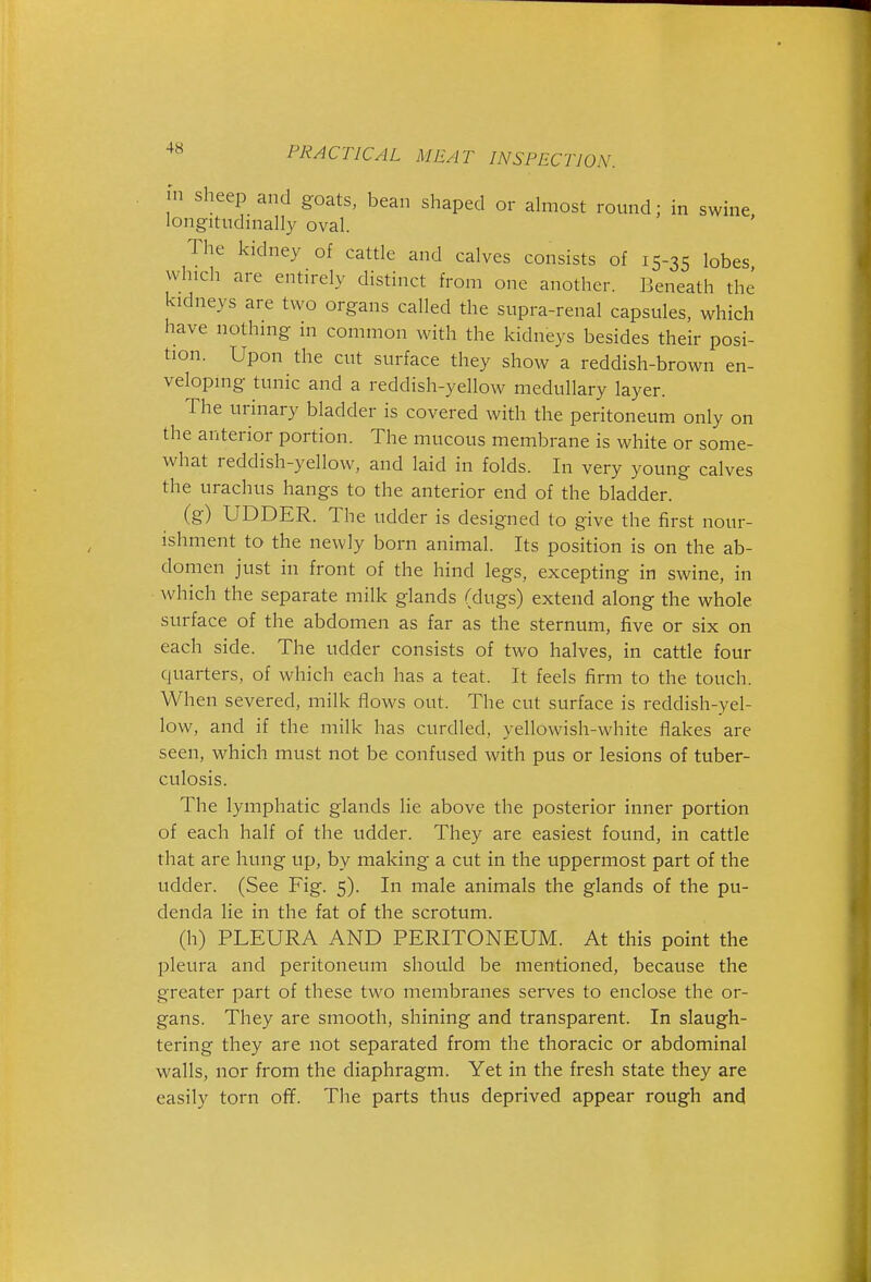 in sheep and goats, bean shaped or almost round; in swine longitudinally oval. The kidney of cattle and calves consists of 15-35 lobes which are entirely distinct from one another. Beneath the kidneys are two organs called the supra-renal capsules, which have nothing in common with the kidneys besides their posi- tion. Upon the cut surface they show a reddish-brown en- veloping tunic and a reddish-yellow medullary layer. The urinary bladder is covered with the peritoneum only on the anterior portion. The mucous membrane is white or some- what reddish-yellow, and laid in folds. In very young calves the urachus hangs to the anterior end of the bladder. (g) UDDER. The udder is designed to give the first nour- ishment to the newly born animal. Its position is on the ab- domen just in front of the hind legs, excepting in swine, in which the separate milk glands (dugs) extend along the whole surface of the abdomen as far as the sternum, five or six on each side. The udder consists of two halves, in cattle four quarters, of which each has a teat. It feels firm to the touch. When severed, milk flows out. The cut surface is reddish-yel- low, and if the milk has curdled, yellowish-white flakes are seen, which must not be confused with pus or lesions of tuber- culosis. The lymphatic glands lie above the posterior inner portion of each half of the udder. They are easiest found, in cattle that are hung up, by making a cut in the uppermost part of the udder. (See Fig. 5). In male animals the glands of the pu- denda lie in the fat of the scrotum. (h) PLEURA AND PERITONEUM. At this point the pleura and peritoneum should be mentioned, because the greater part of these two membranes serves to enclose the or- gans. They are smooth, shining and transparent. In slaugh- tering they are not separated from the thoracic or abdominal walls, nor from the diaphragm. Yet in the fresh state they are easily torn oE. The parts thus deprived appear rough and