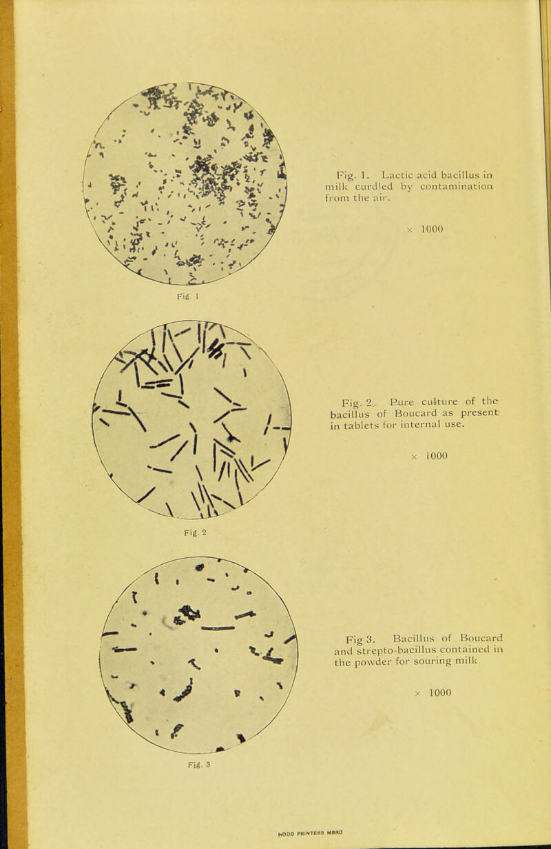 Fig. 1. Lactic acid bacillus in milk curdled by contaminacioii from the air. 1000 Fig, 1 Fi<J. 2.. Pure cultuj-e of the bacilTus of Boucard as present in tablets for internal use. X iOOO Fig. 2 Fig 3. Bacillus of Boucard and sti-cpto-bacilliis contained in the powder foi- souring milU X 1000 FH- 3 hOOD PRINTEna MBRO